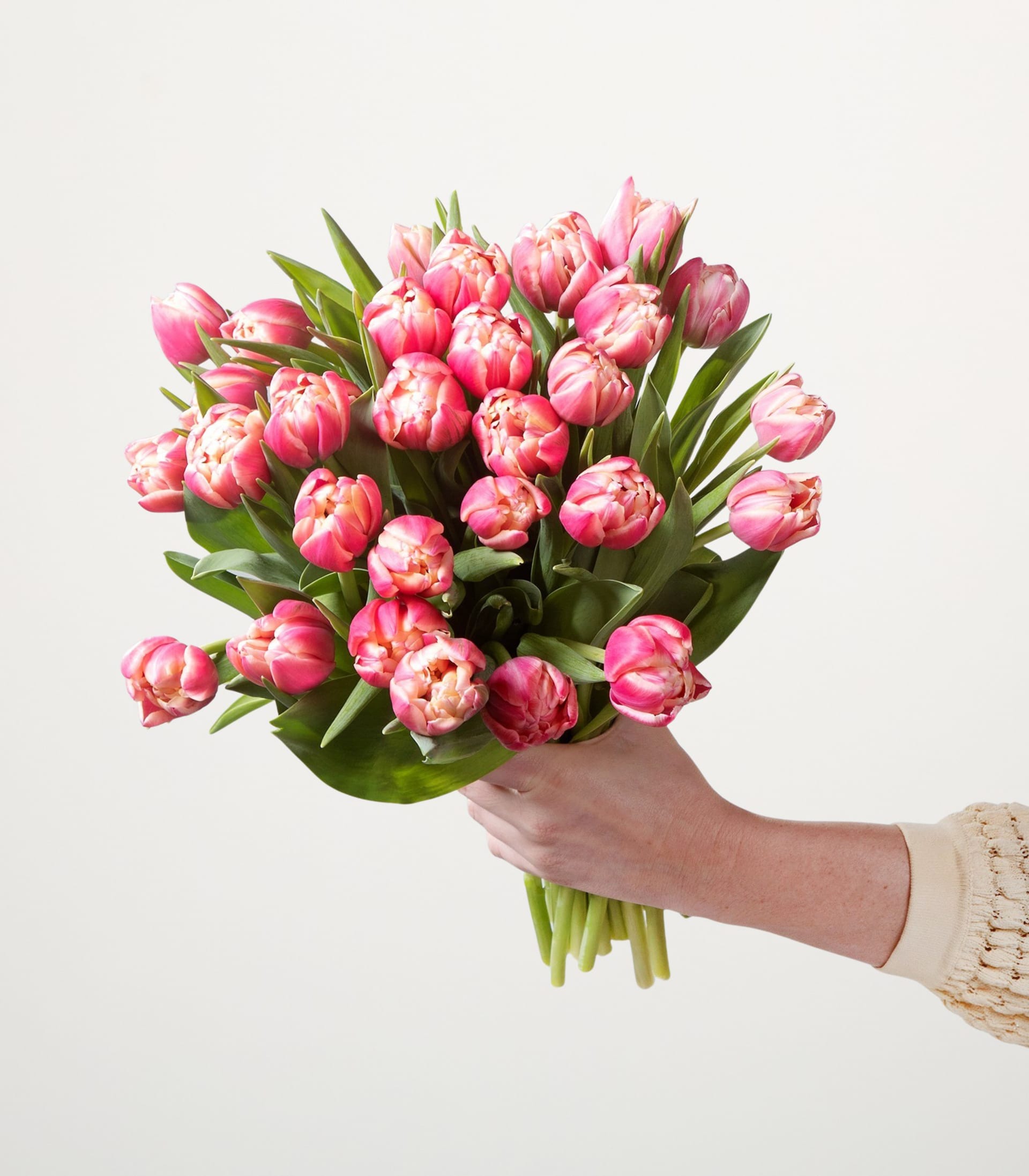 Ein Strauß leuchtend rosa Tulpen, den eine Person vor einem schlichten weißen Hintergrund in den Händen hält.