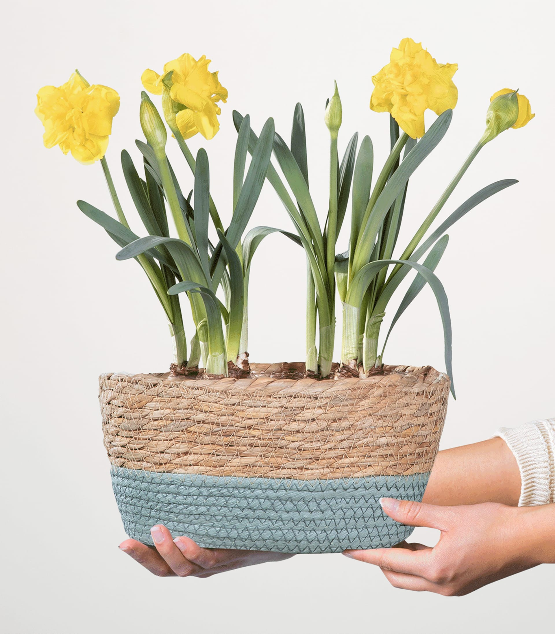 Ein geflochtener Korb voller leuchtend gelber Narzissen, den eine Person vor einem schlichten weißen Hintergrund in den Händen hält.