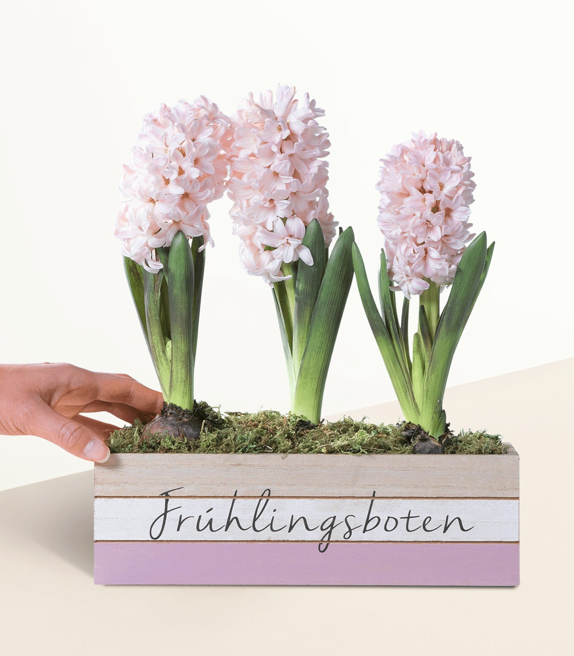 Auf einer weißen Fläche steht eine Holzkiste mit mehreren rosa Hyazinthenblüten. Eine Hand streckt sich hinein, um die Pflanzen zu berühren.