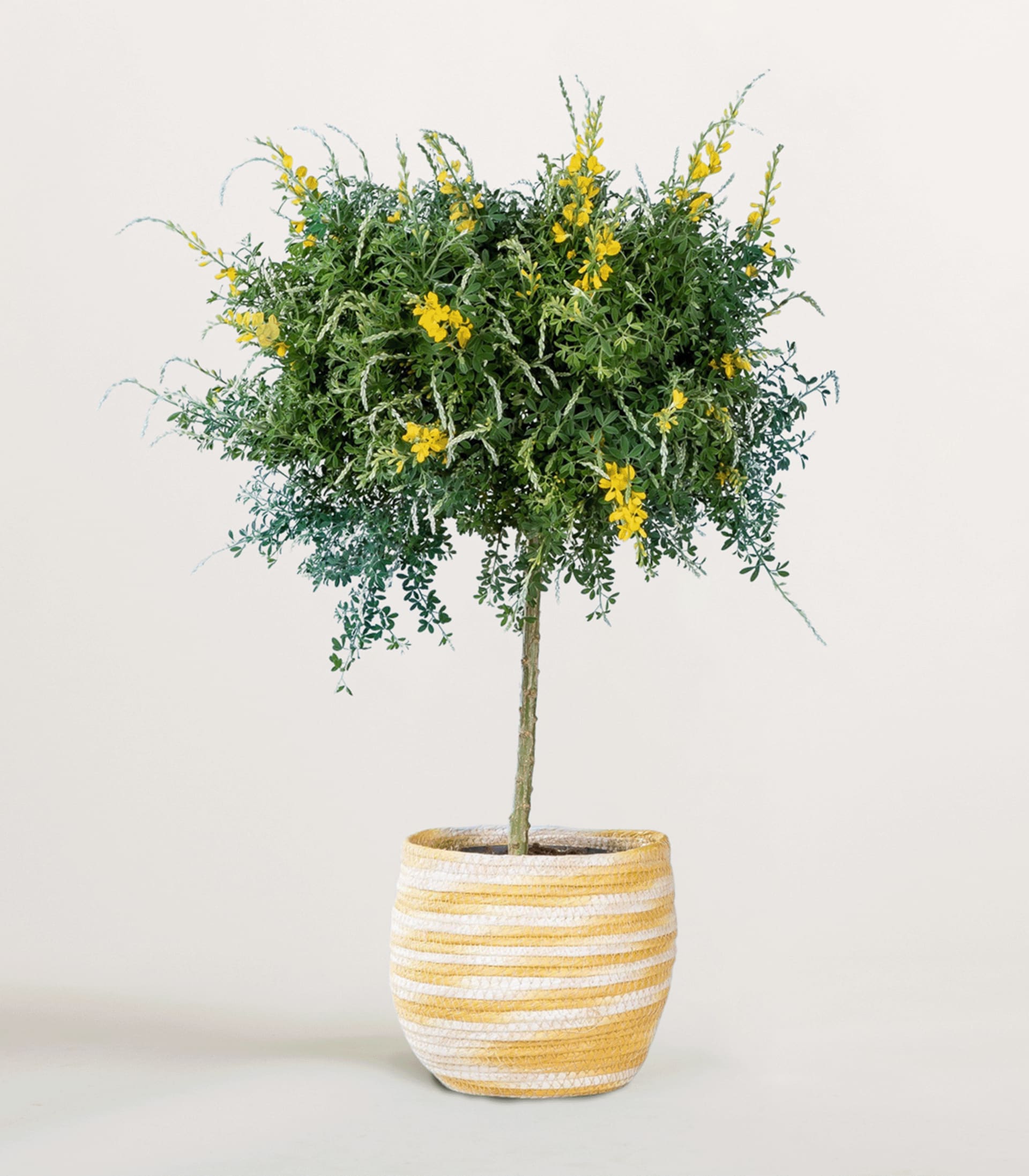 Ein kleiner Baum mit üppigem grünem Laub und gelben Blüten steht in einem gestreiften Keramikbehälter vor einem schlichten weißen Hintergrund.
