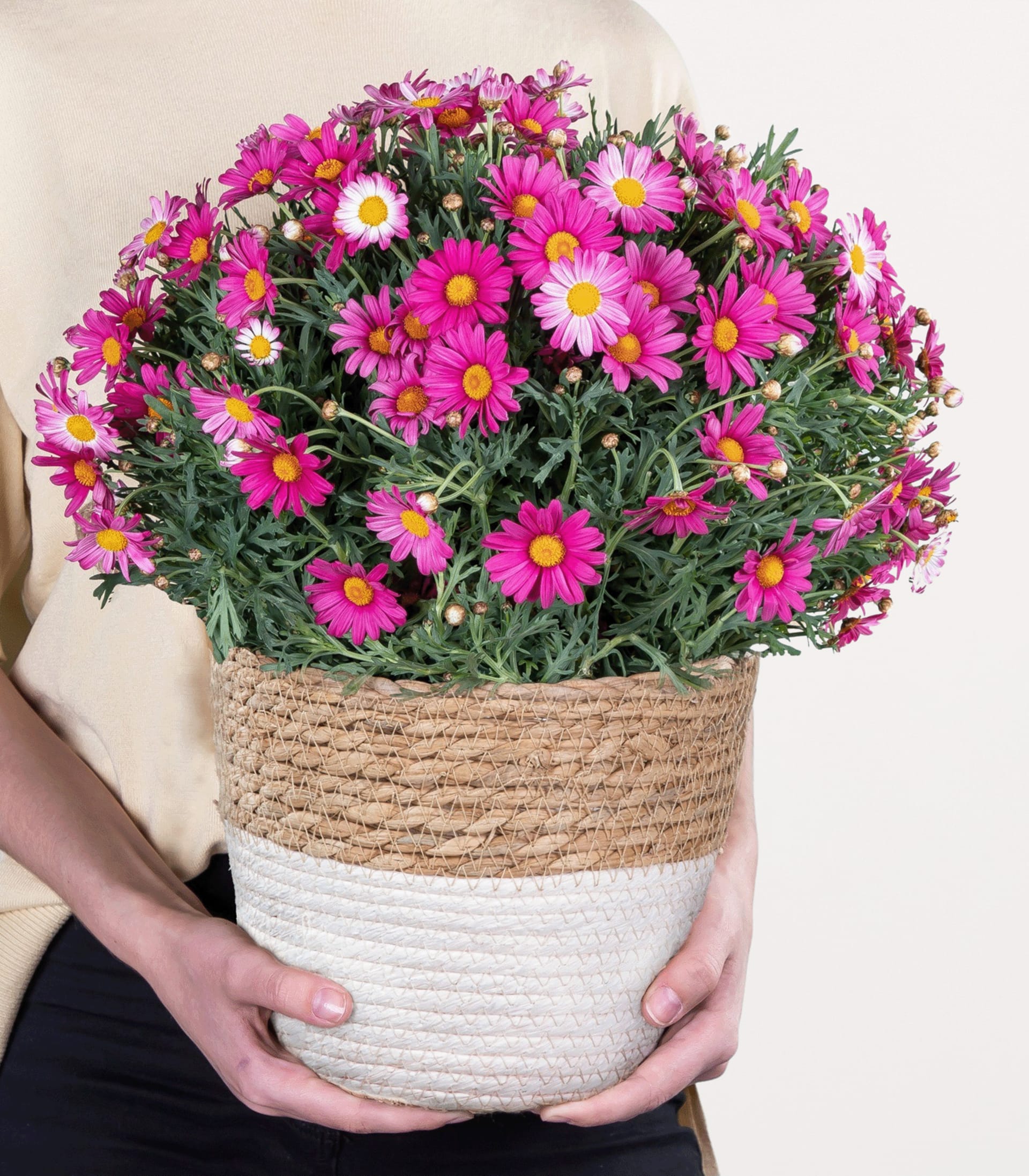 Ein farbenfroher Strauß rosa und weißer Gänseblümchen in einem geflochtenen Korb, gehalten von den Händen einer Person vor einem schlichten Hintergrund.