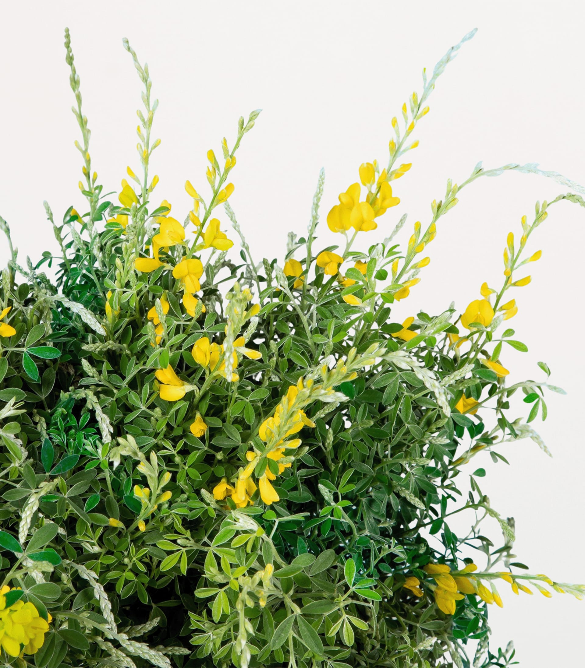 Ein lebendiger Strauß gelber Blumen und üppiger grüner Blätter vor einem schlichten weißen Hintergrund.