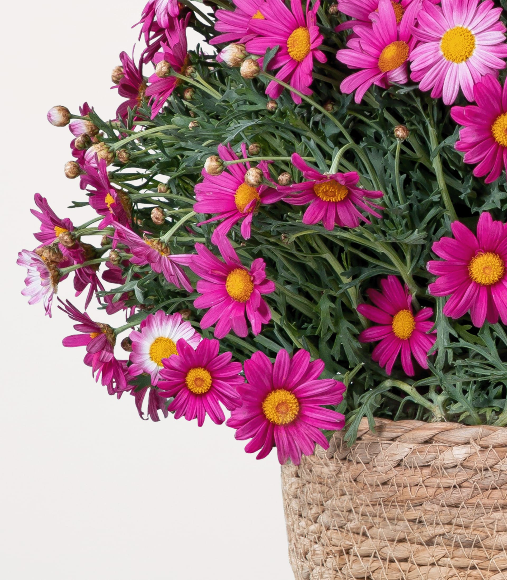 Ein leuchtender Strauß rosa und gelber, gänseblümchenartiger Blumen in einem geflochtenen Korb vor einem schlichten weißen Hintergrund.