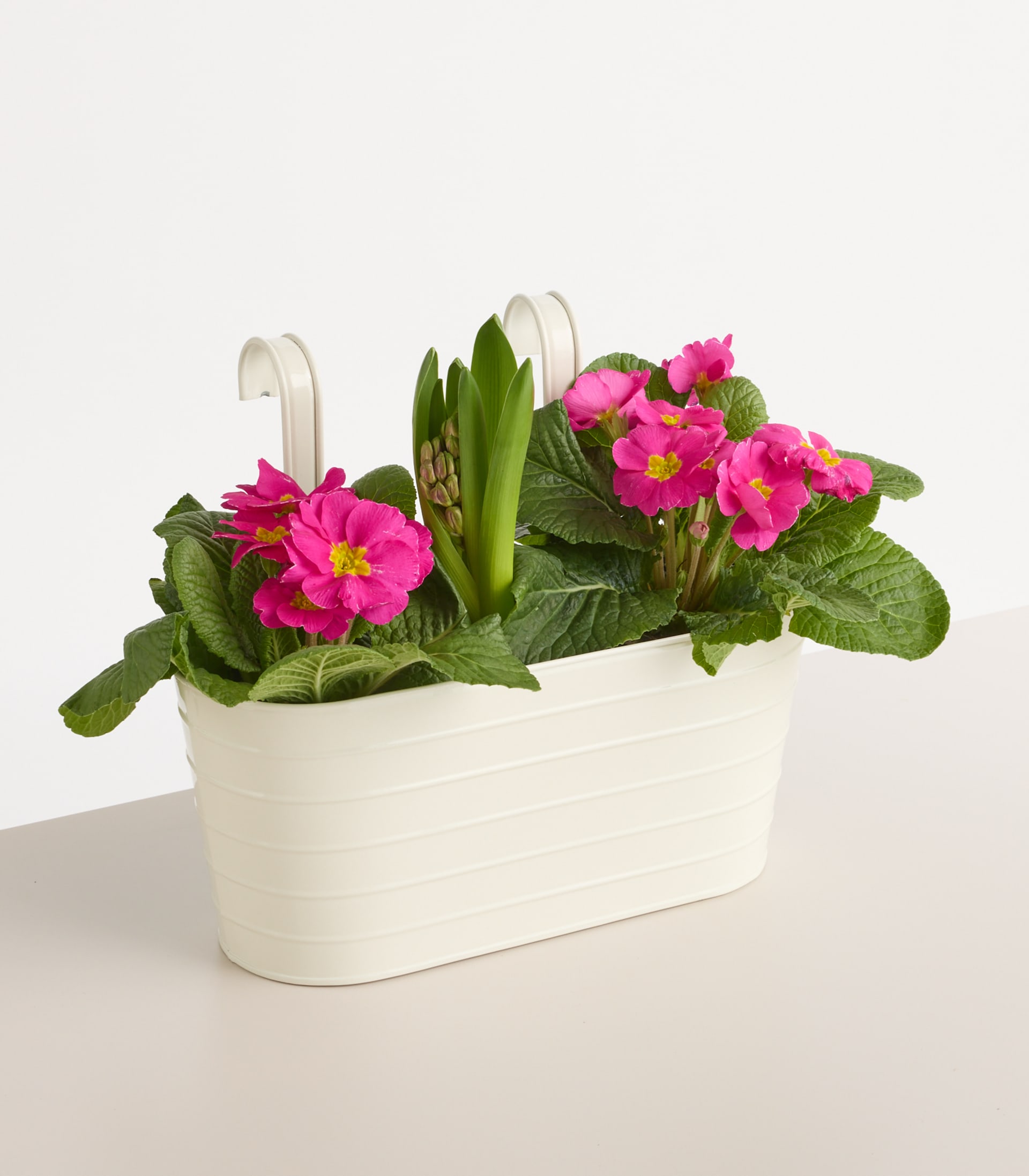 Ein weißer, rechteckiger Blumentopf mit leuchtend rosafarbenen Primelblüten und grünem Laub vor einem schlichten weißen Hintergrund.