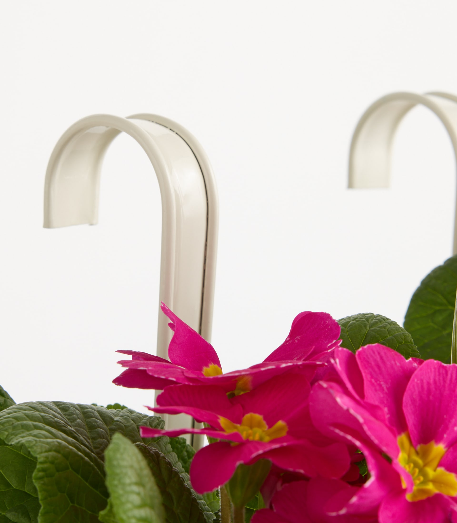 Leuchtend rosa Blüten mit grünen Blättern vor einem schlichten weißen Hintergrund ergeben eine auffällige und optisch ansprechende Komposition.