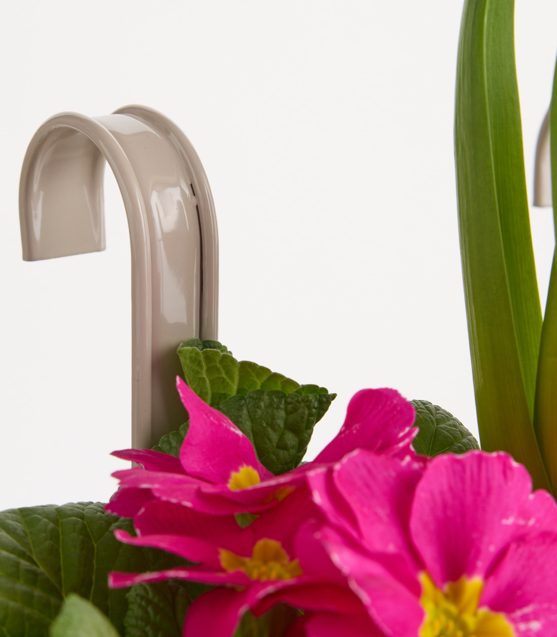 Im Vordergrund steht eine leuchtend rosa Primelblüte mit grünen Blättern, die im Kontrast zu einem modernen, minimalistischen Wasserhahn im Hintergrund steht.
