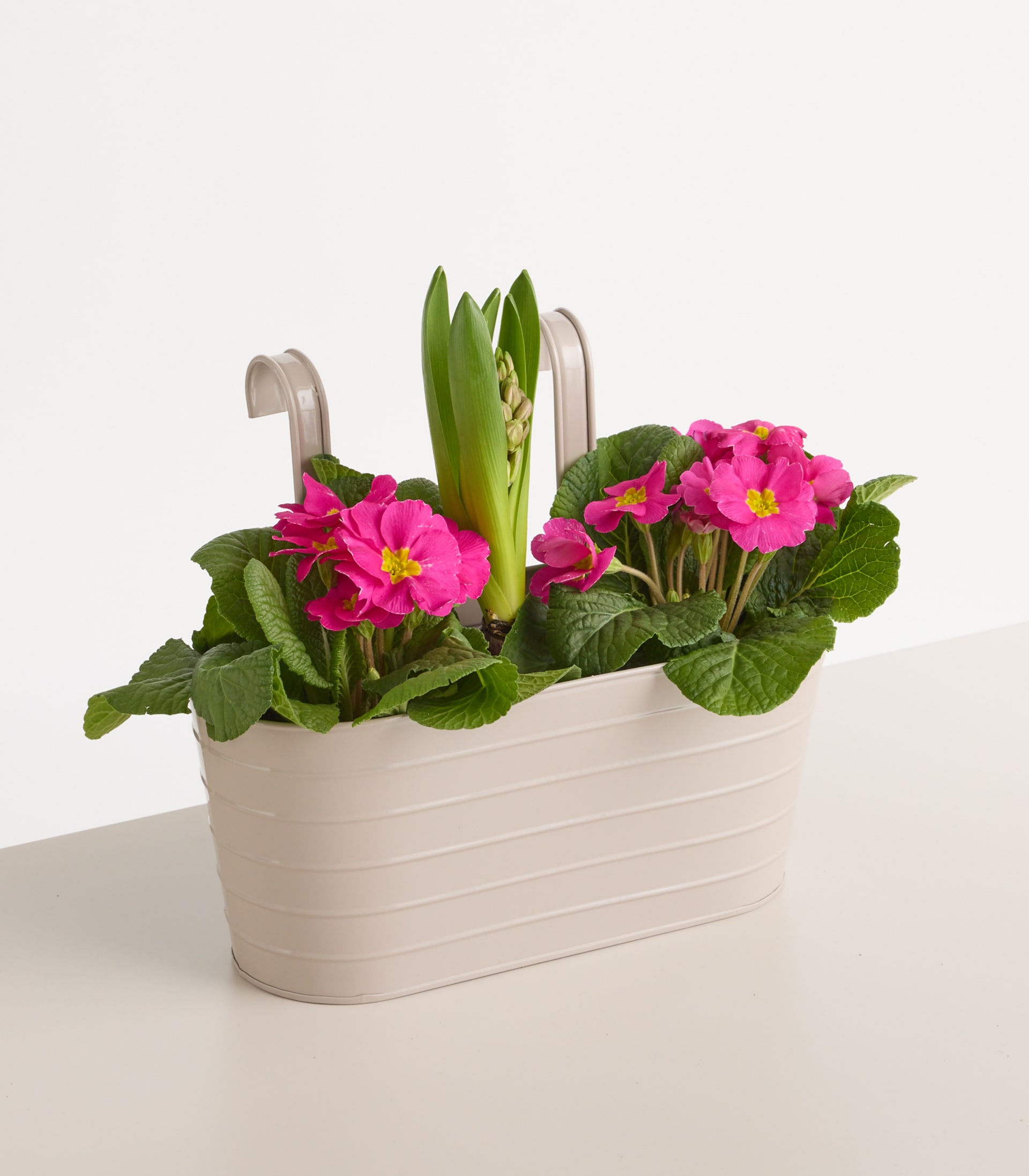 Ein weißer Pflanzbehälter enthält vor einem schlichten weißen Hintergrund ein farbenfrohes Arrangement aus rosa und grünen Blütenpflanzen, darunter eine grüne Knospe.