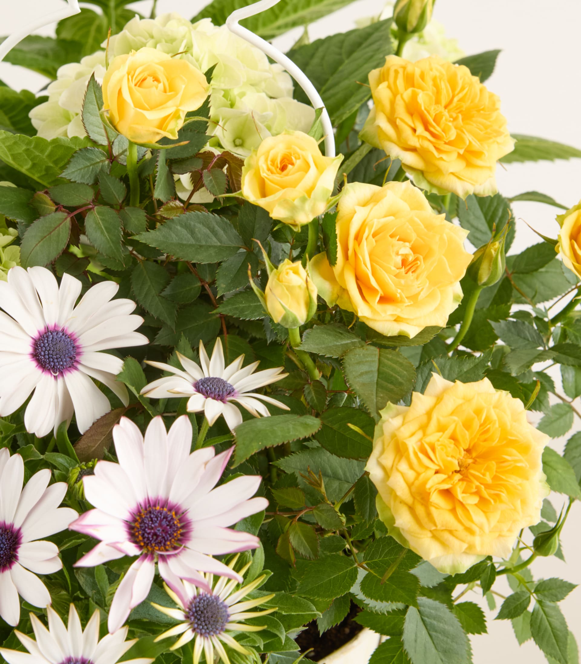 Ein lebendiger Strauß gelber Rosen und weißer Gänseblümchen vor dem Hintergrund üppiger grüner Blätter.