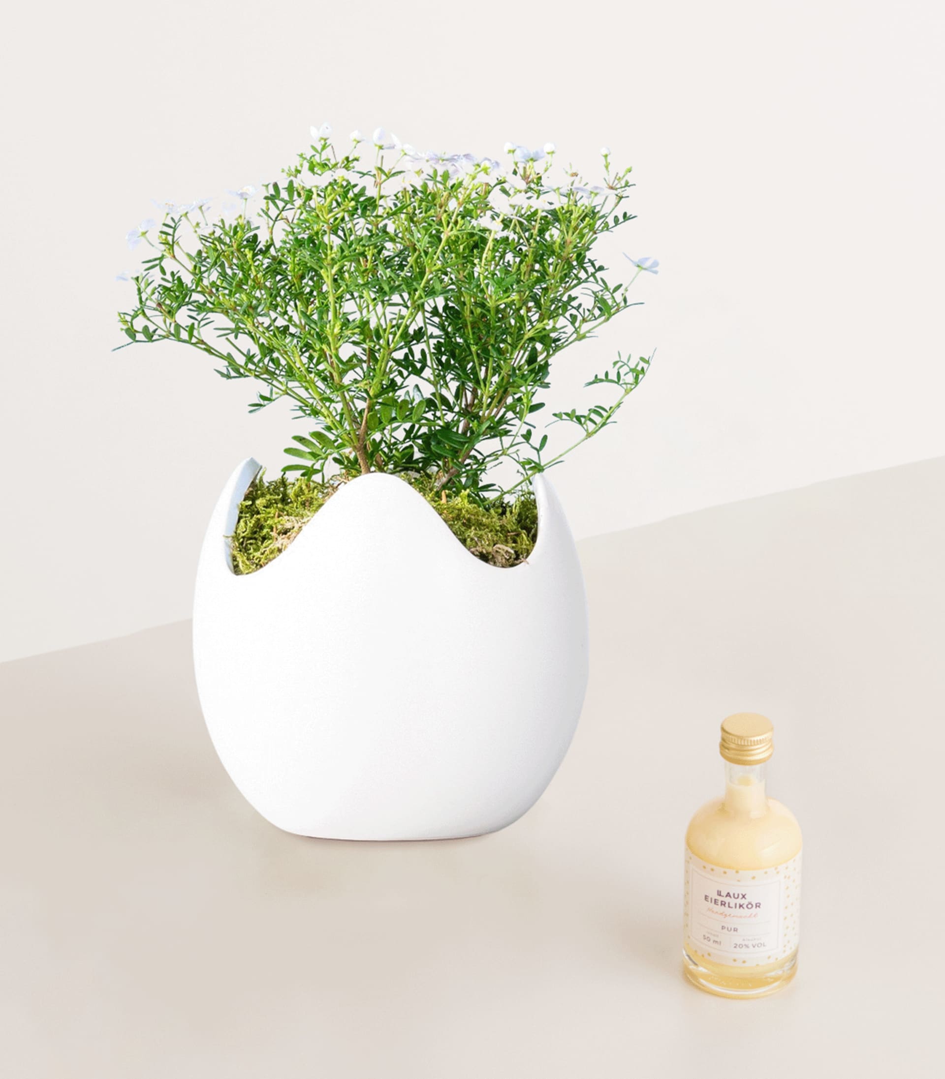 Eine weiße Keramikvase mit üppigem grünem Laub und kleinen weißen Blumen steht auf einer hellen Oberfläche, begleitet von einer kleinen Glasflasche.