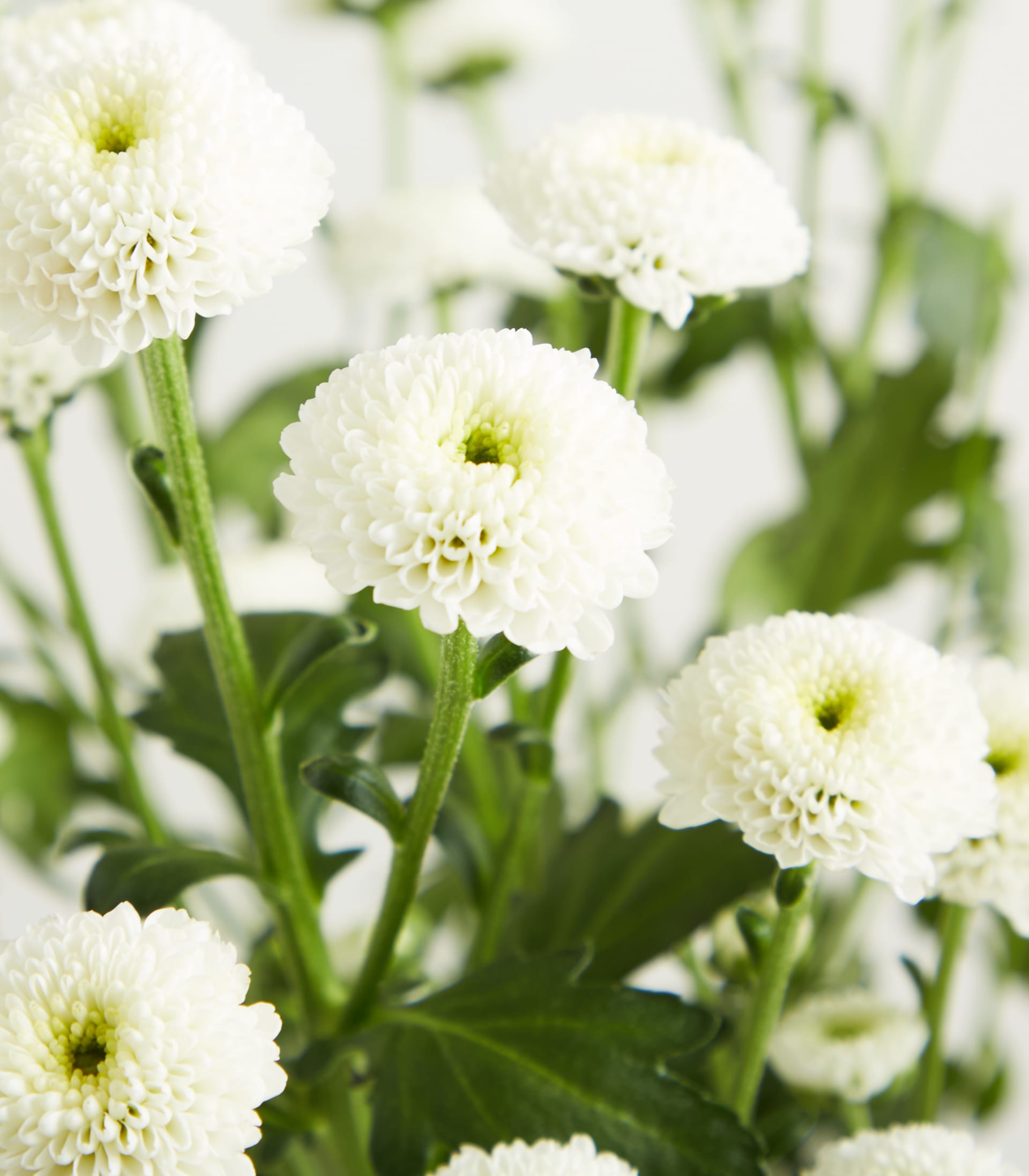 Das Bild zeigt eine Ansammlung wunderschöner weißer Dahlienblüten mit leuchtend grünem Laub im Hintergrund.