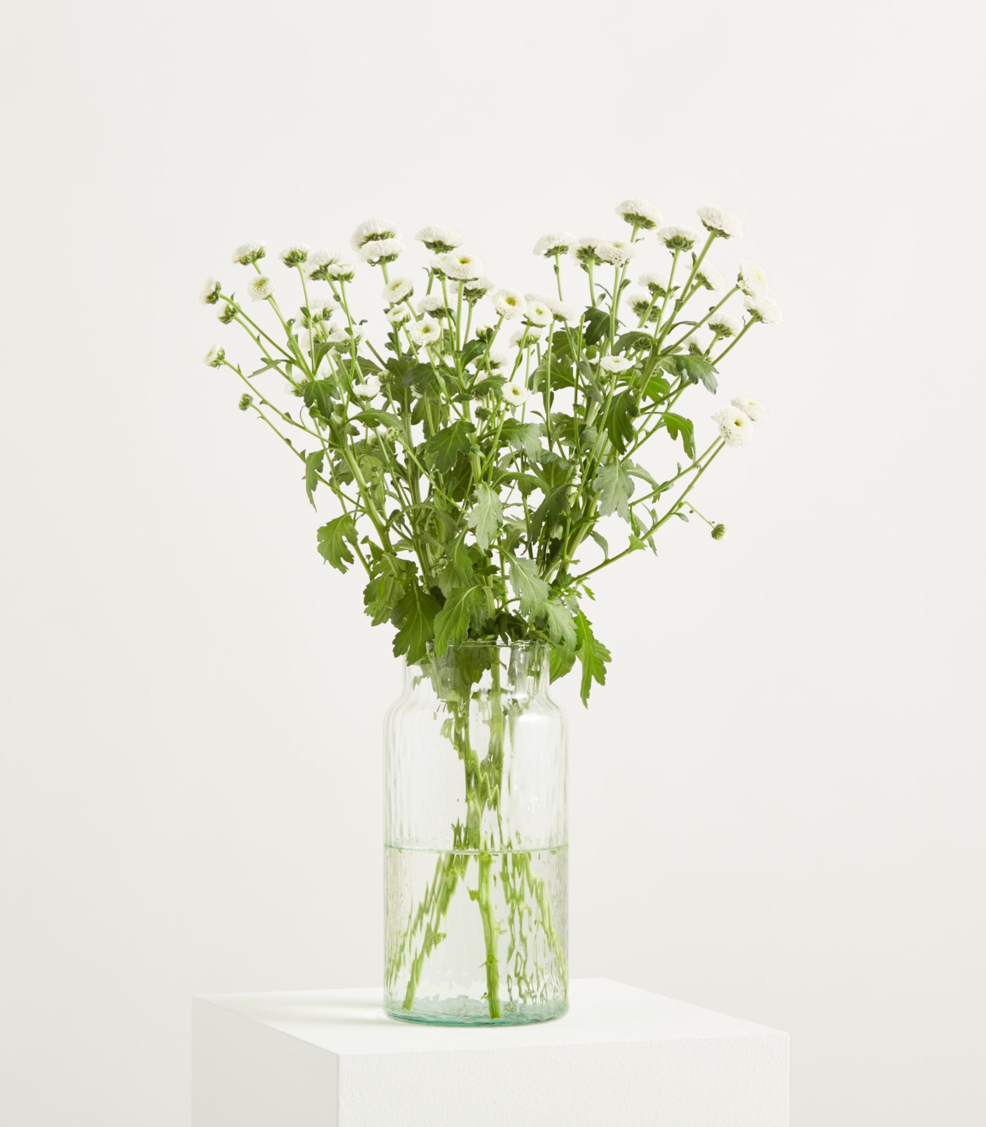 Eine klare Glasvase mit einem Strauß zarter weißer Blumen und üppigem grünem Laub steht auf einer schlichten weißen Oberfläche vor einem neutralen Hintergrund.