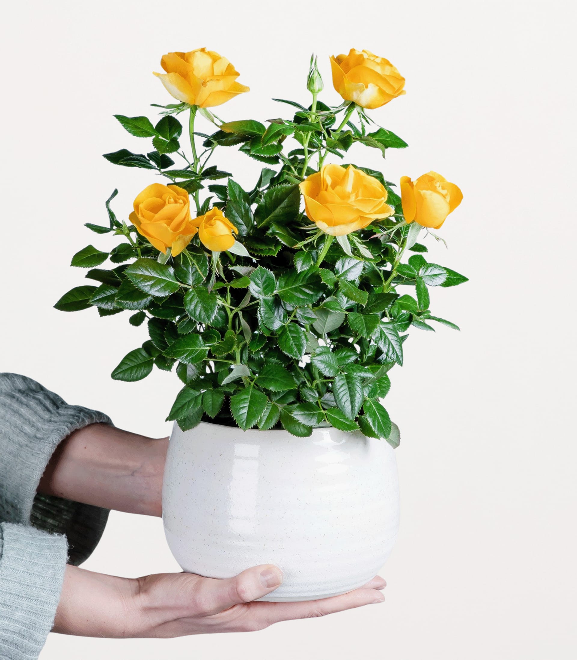 Die Hände einer Person halten eine Topfpflanze mit leuchtend gelben Rosen vor einem schlichten weißen Hintergrund.