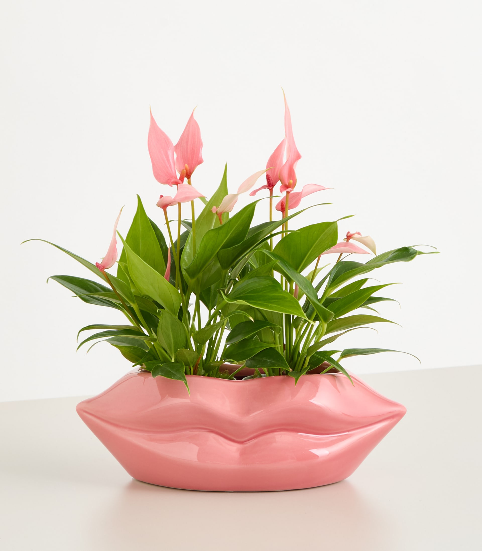 Ein leuchtend rosafarbener Keramiktopf mit üppigem grünem Blattwerk und zarten rosafarbenen Blüten vor einem schlichten weißen Hintergrund.