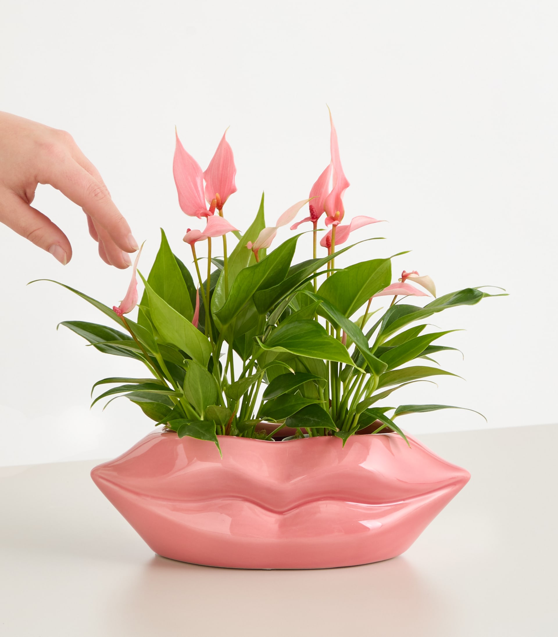 Eine Hand berührt sanft eine leuchtend rosa Anthurie, die in einem stilvollen rosa Keramiktopf vor einem schlichten weißen Hintergrund steht.