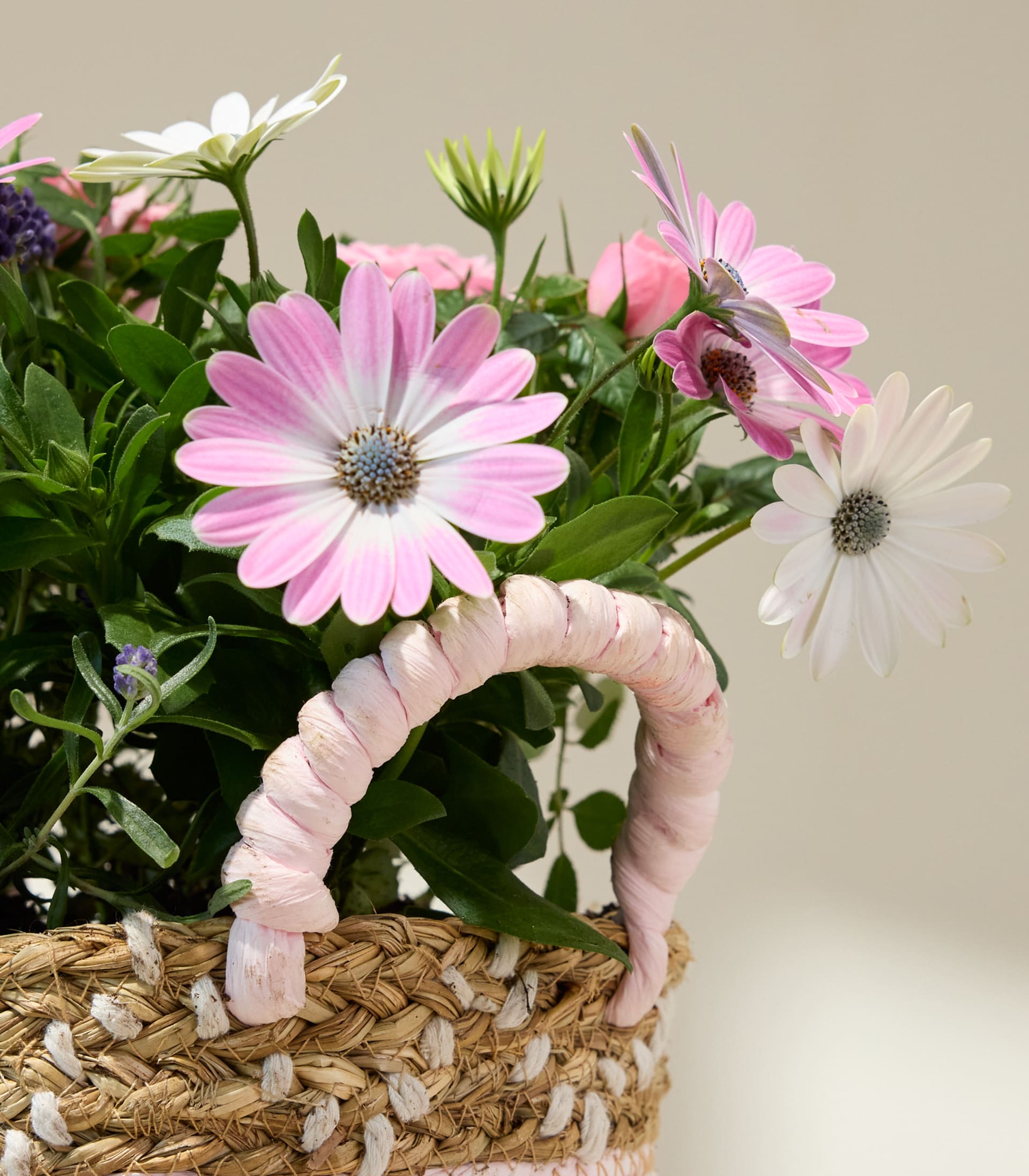 Ein leuchtender Strauß aus rosa Rosen, lila Lavendel und rosa und weißen Gänseblümchen vor einem schlichten weißen Hintergrund.