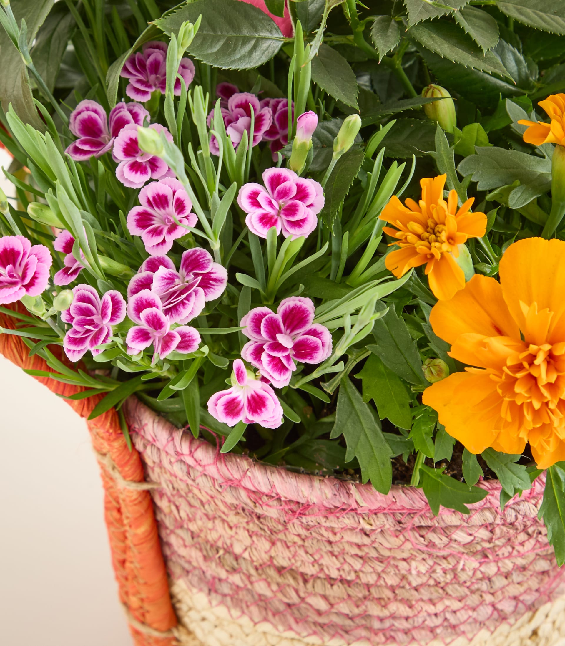 Eine leuchtende Auswahl an rosa und orangefarbenen Blumen in einem geflochtenen Korb, umgeben von üppigem grünem Laub, ergibt ein farbenfrohes und optisch ansprechendes Arrangement.