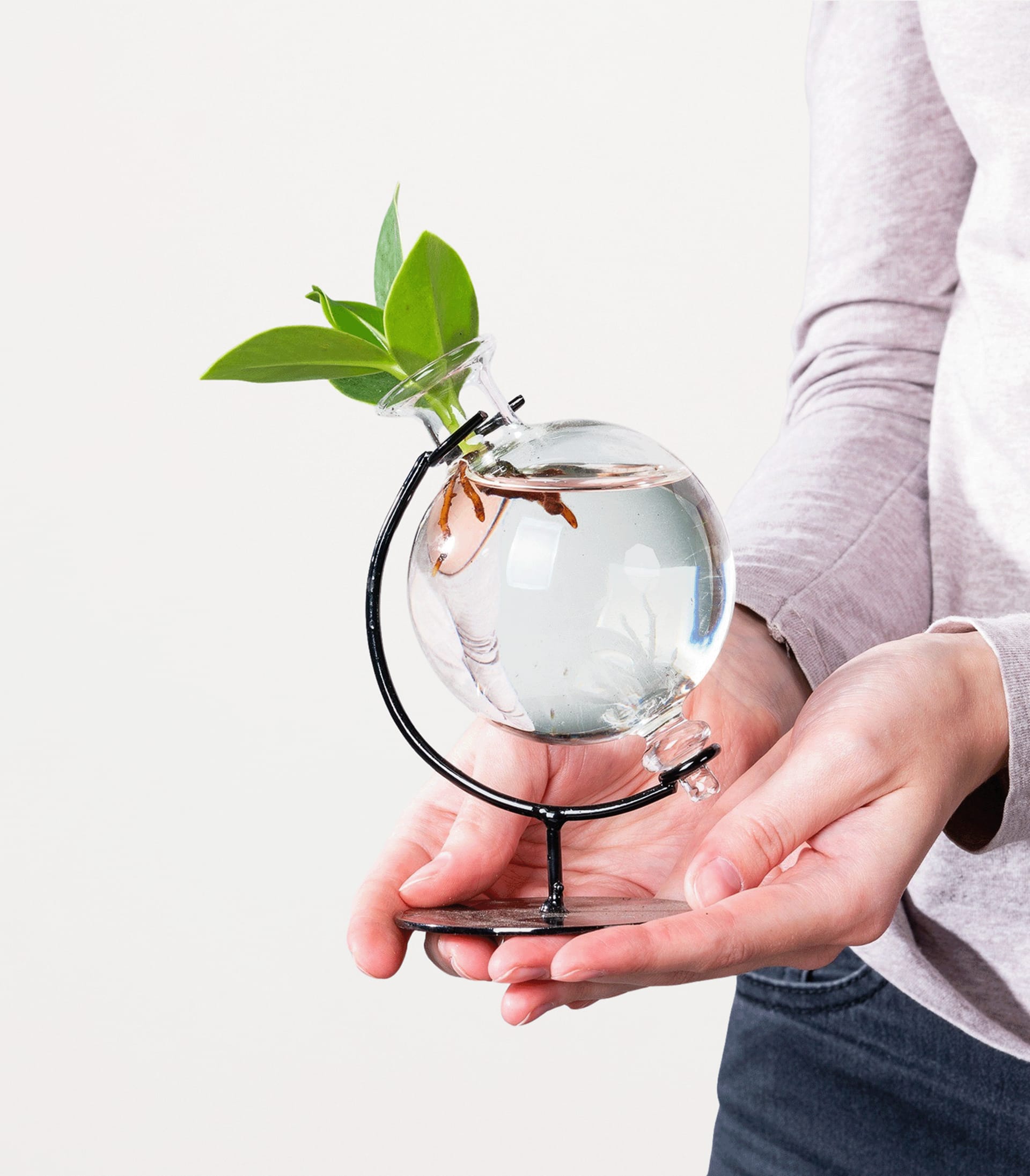 Die Hände einer Person halten vor einem schlichten Hintergrund eine kleine Glaskugel mit einer grünen Pflanze.