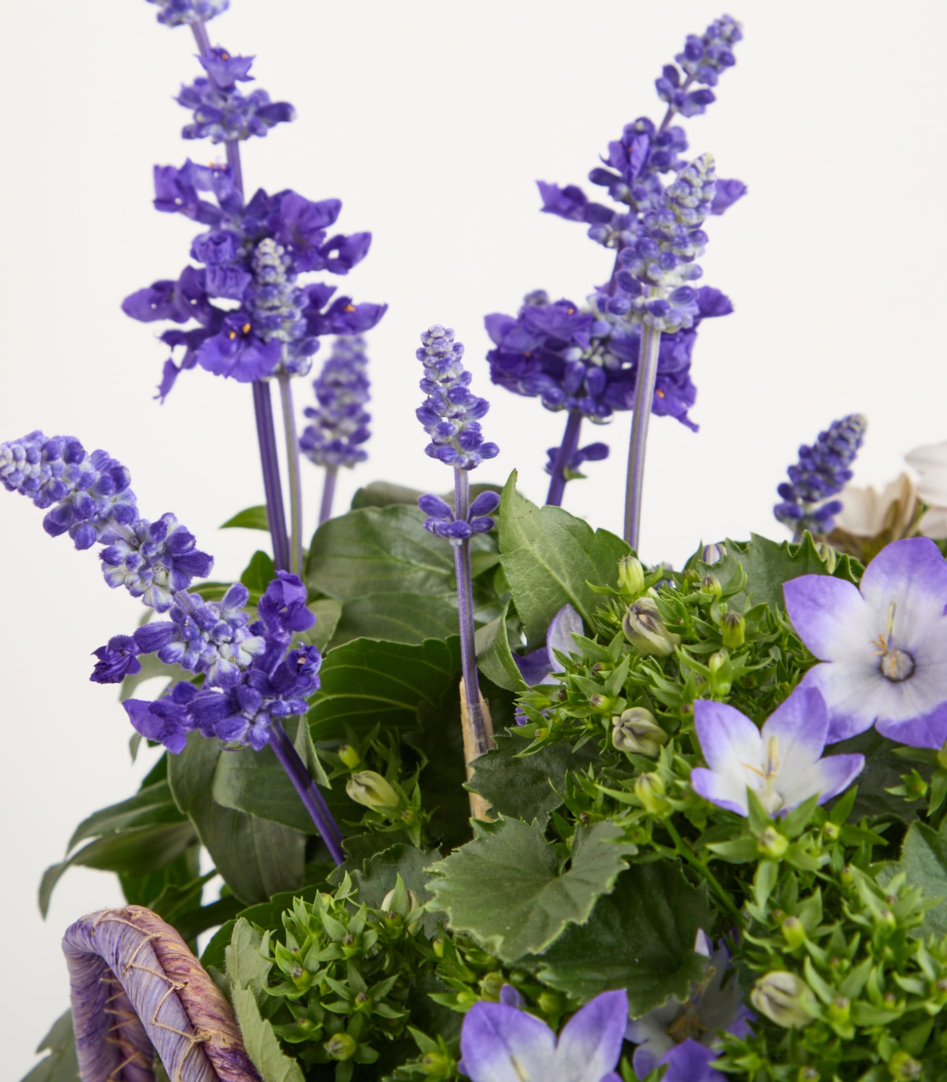 Ein leuchtender Strauß violetter und weißer Blumen, darunter Lavendel und Glockenblumen, vor einem schlichten weißen Hintergrund.