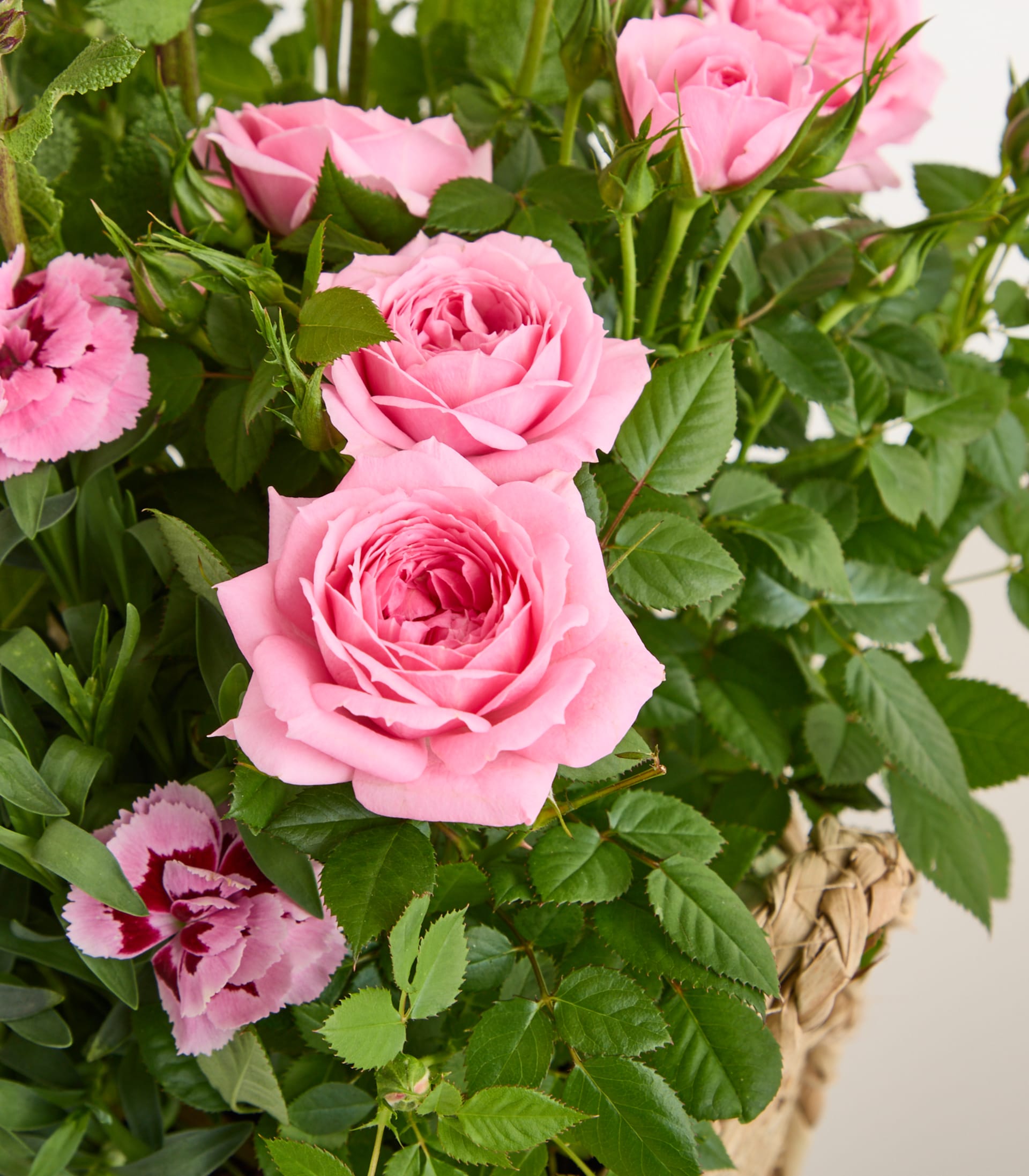Das Bild zeigt einen leuchtenden Strauß üppiger rosa Rosen, eingebettet zwischen grünem Laub, wodurch ein optisch fesselndes und heiteres Blumenarrangement entsteht.