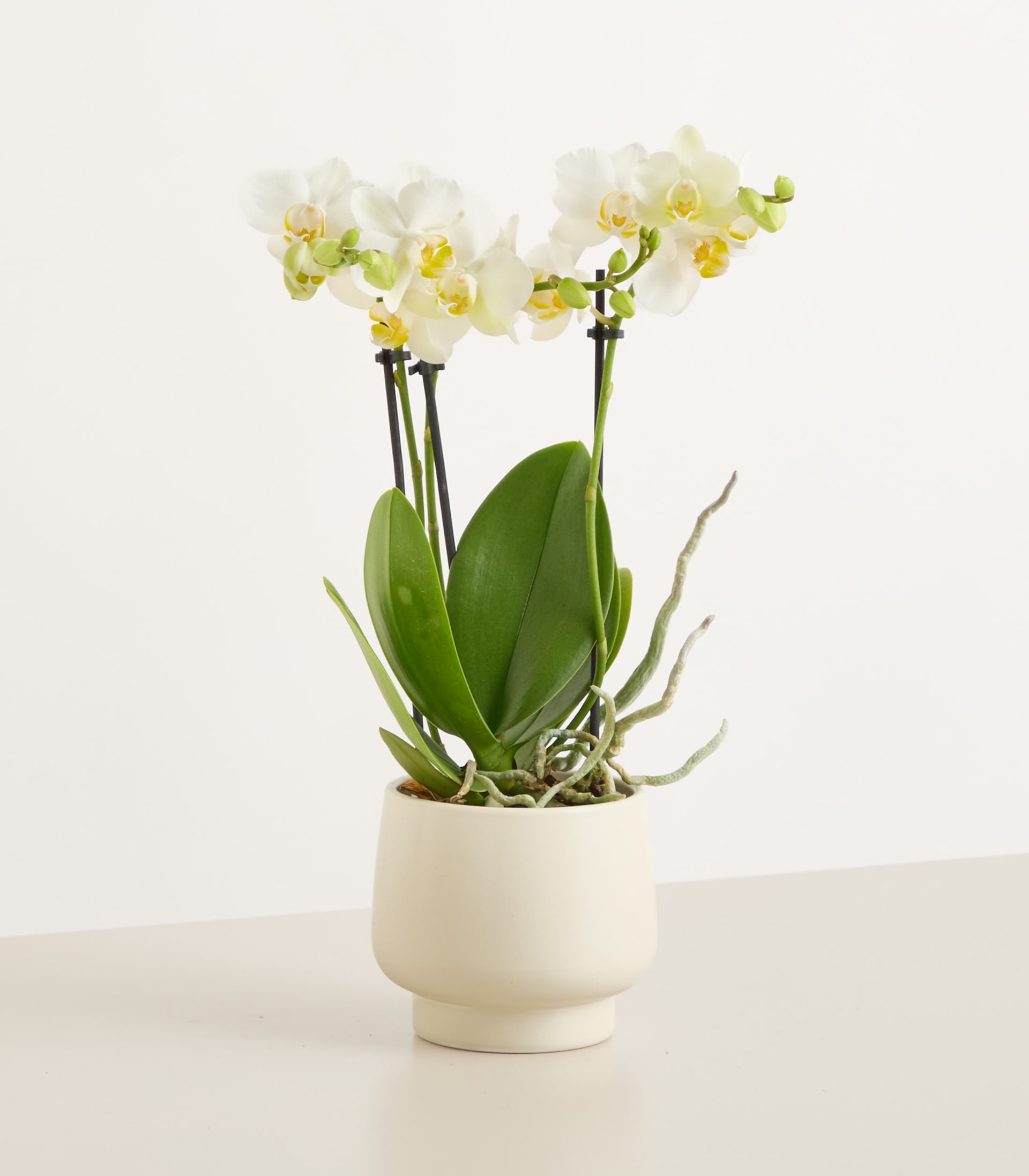 Eine weiße Keramikvase mit einer leuchtenden Orchideenpflanze mit zarten gelben und weißen Blüten, die vor einem schlichten, hellen Hintergrund blühen.