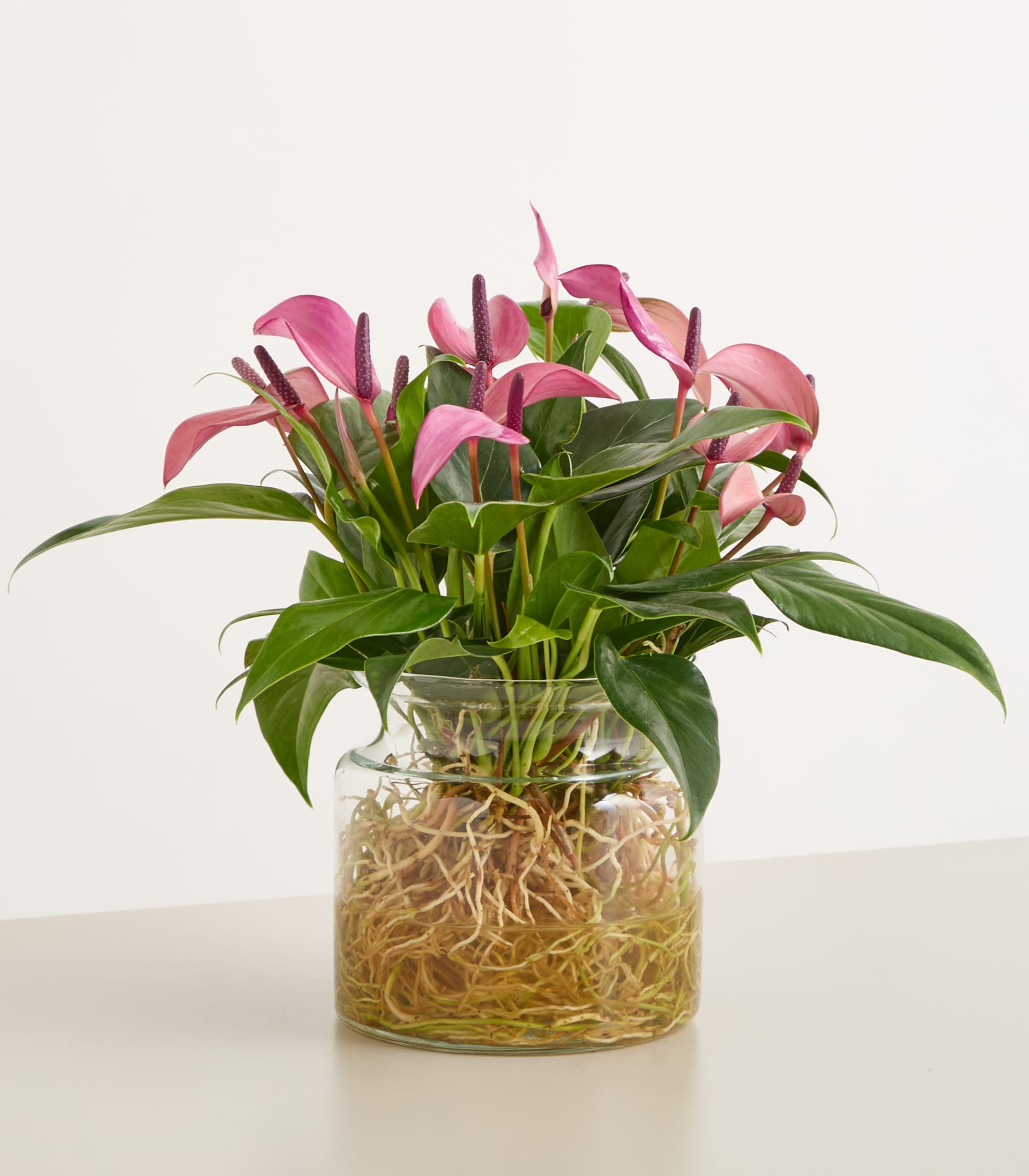 Ein Strauß leuchtend rosa Anthurienblüten in einer Glasvase, gehalten in den Händen einer Person vor einem schlichten weißen Hintergrund.