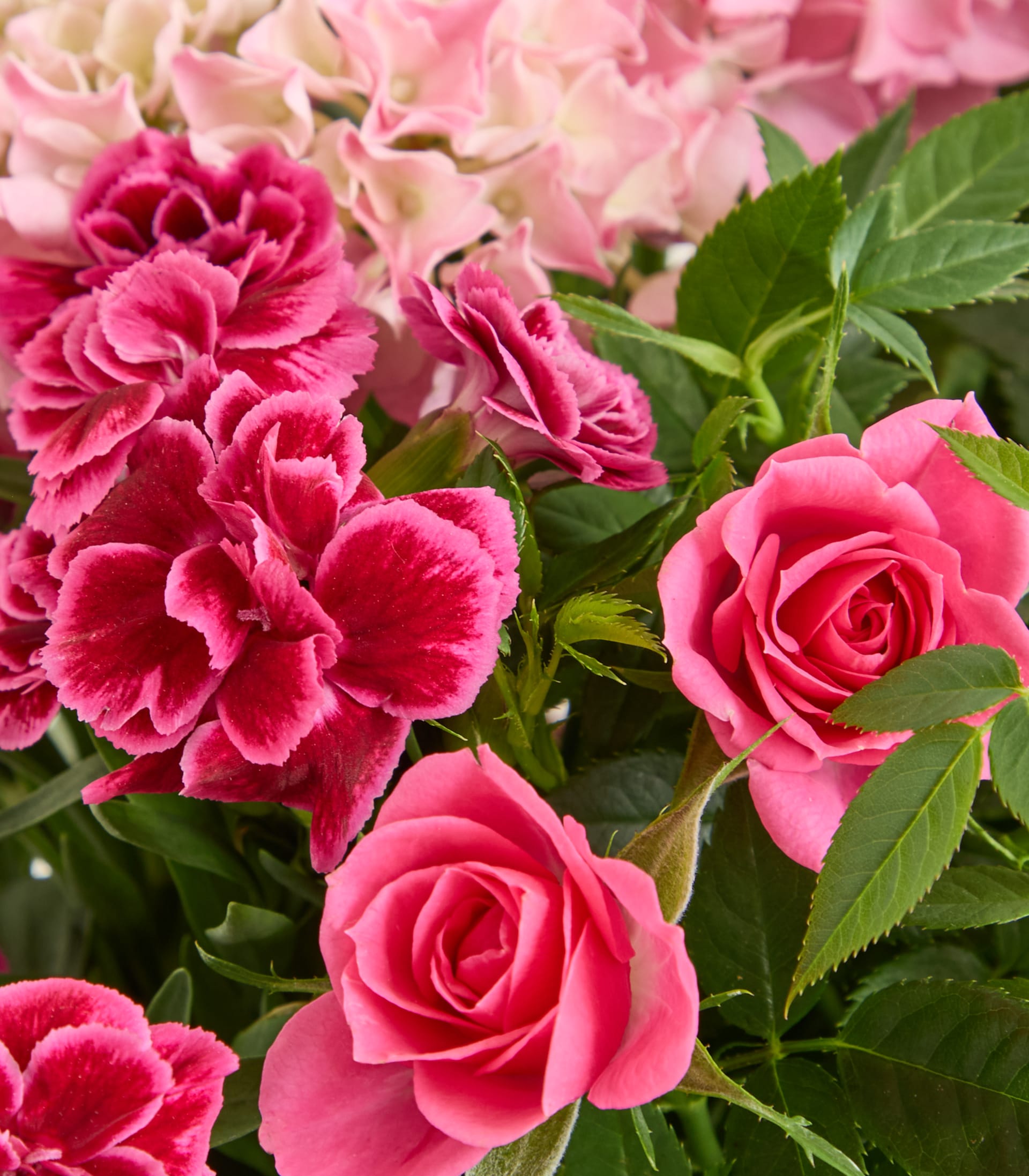 Ein lebendiger Strauß üppiger rosa Nelken und Rosen vor dem Hintergrund grüner Blätter.