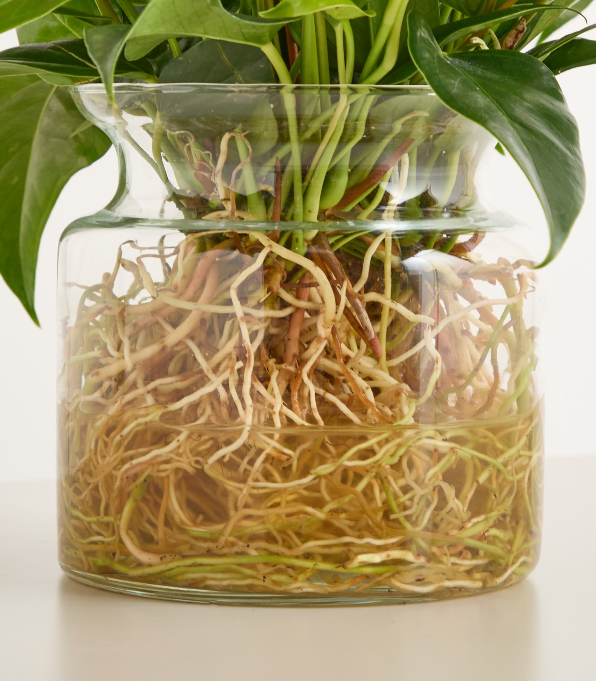 Ein leuchtender Strauß rosa und violetter Blumen mit üppigen grünen Blättern steht in einer Glasvase vor einem schlichten weißen Hintergrund.