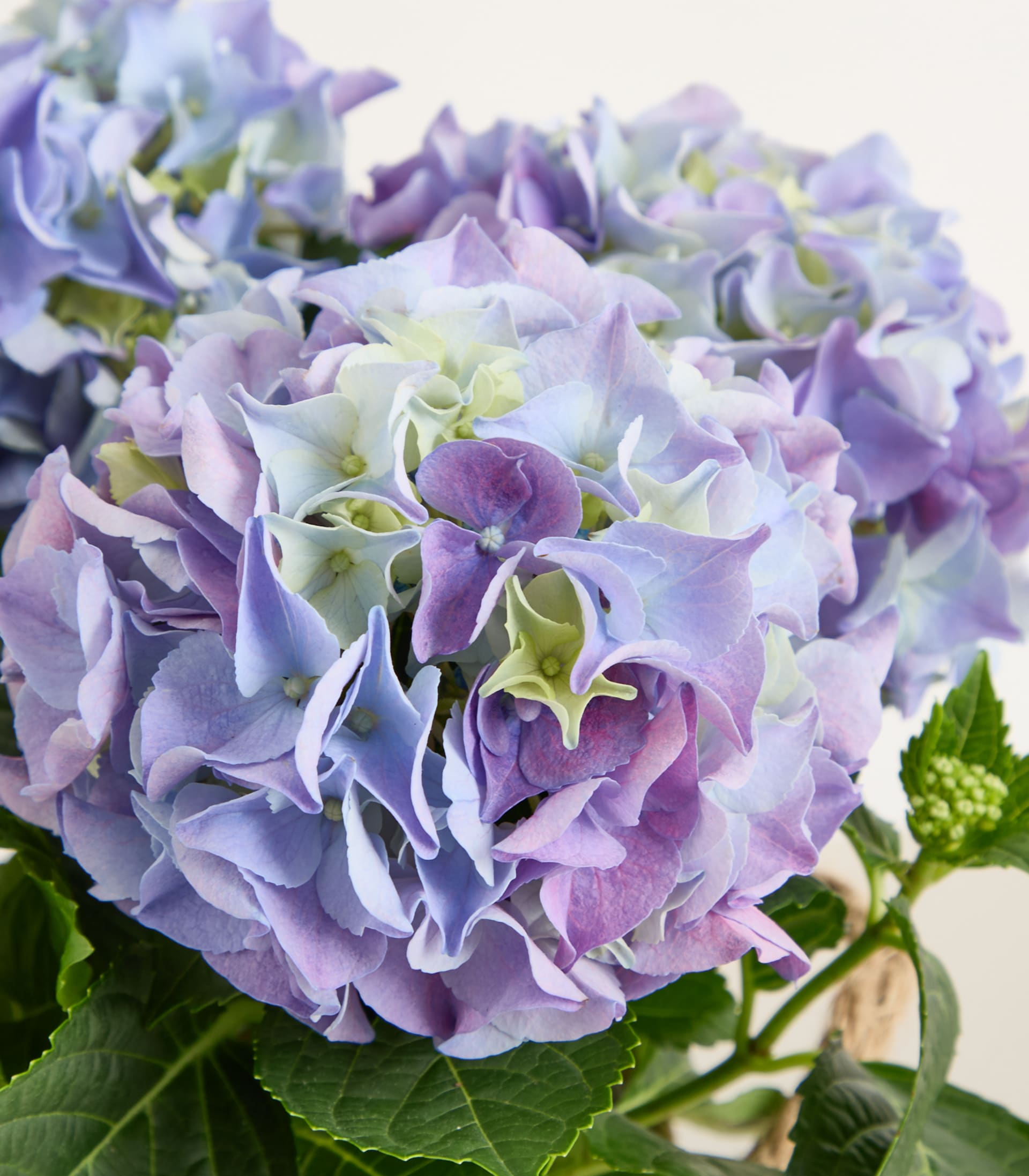 Ein geflochtener Korb gefüllt mit leuchtend violetten und blauen Hortensienblüten, begleitet von üppigem grünem Laub und zarten Lavendelzweigen, gehalten in den Händen einer unsichtbaren Person vor einem schlichten weißen Hintergrund.