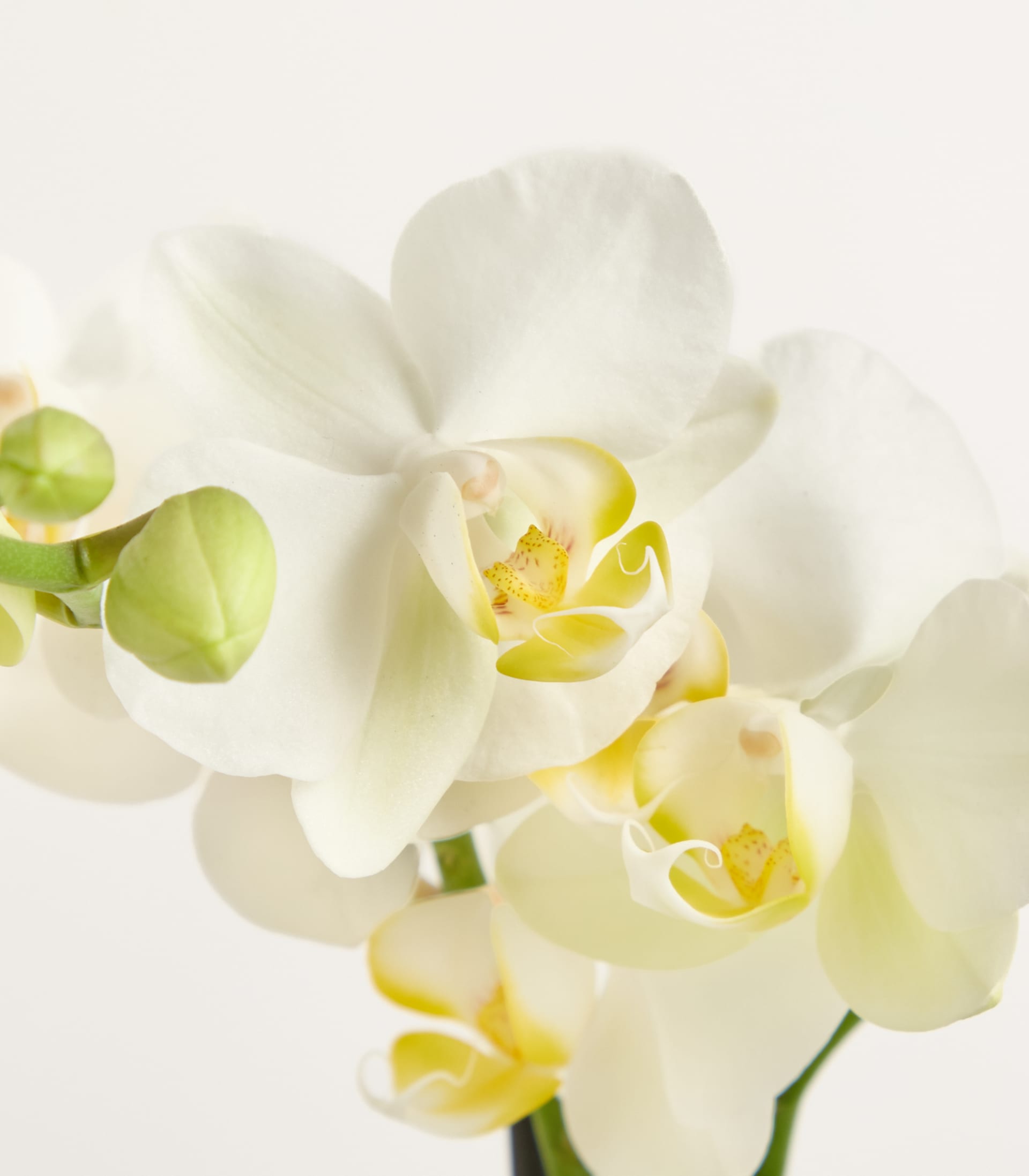 Vor einem schlichten weißen Hintergrund hält eine Person einen weißen Keramiktopf mit einer blühenden Orchidee mit zarten weißen und gelben Blüten in den Händen.