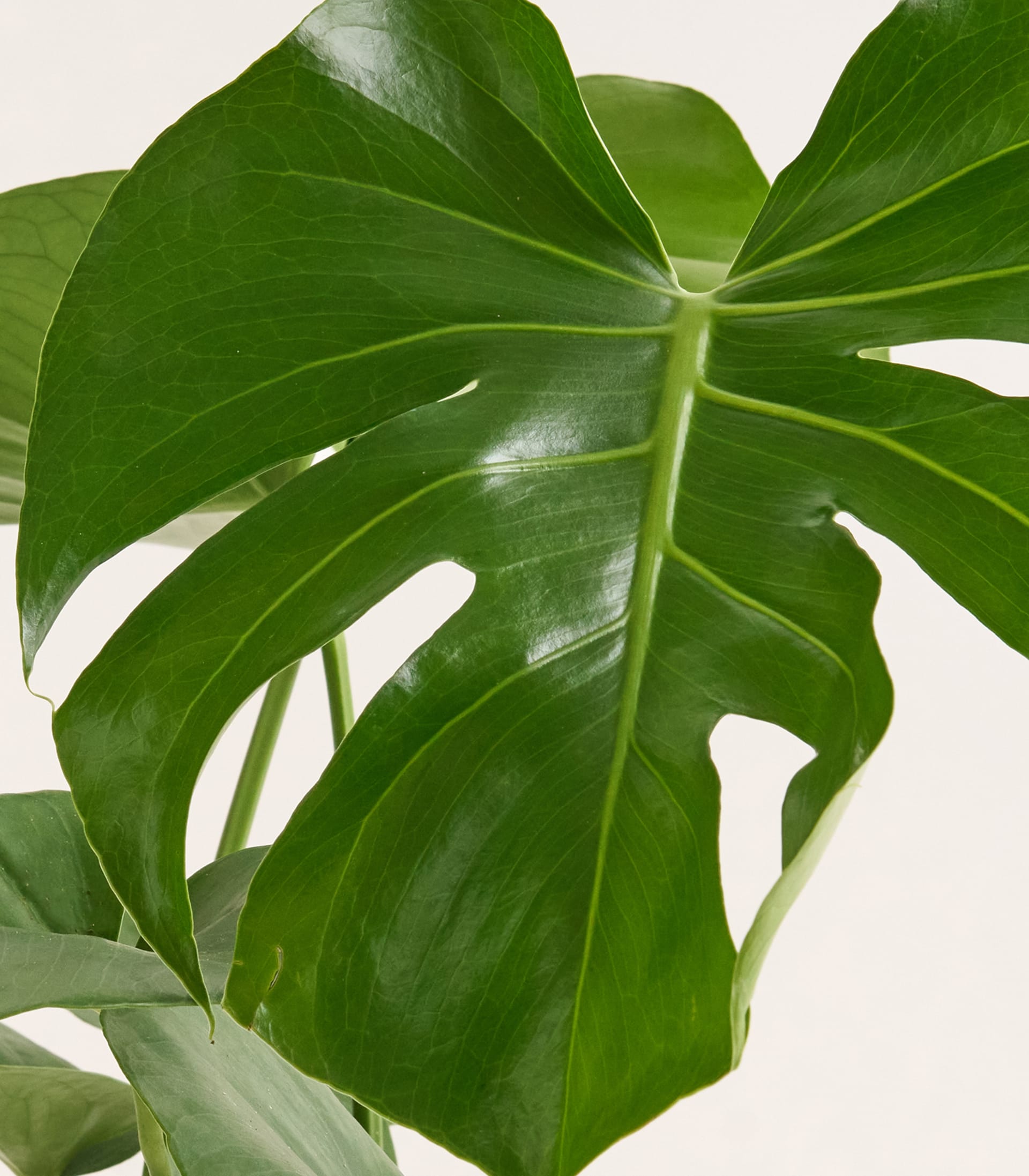 Üppige, leuchtend grüne Blätter einer Monstera deliciosa-Pflanze füllen den Rahmen. Ihre komplizierten Muster und Texturen erzeugen vor einem schlichten Hintergrund eine optisch beeindruckende und ruhige Komposition.