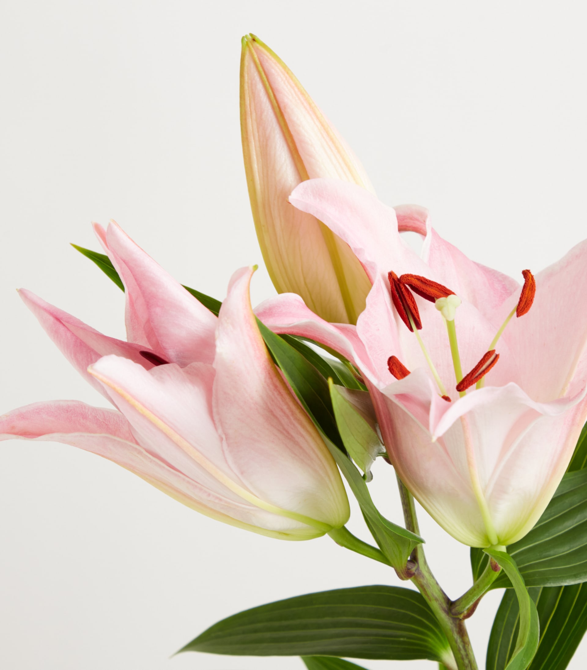 Das Bild zeigt einen Strauß leuchtend pinkfarbener Blumen in einer durchsichtigen Glasvase vor einem schlichten weißen Hintergrund.