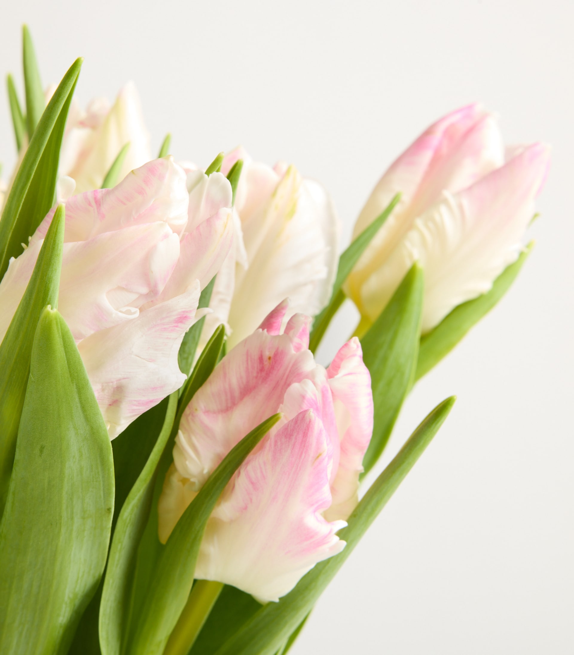 Rosa Tulpen 'Papagei' - 10 Stiele