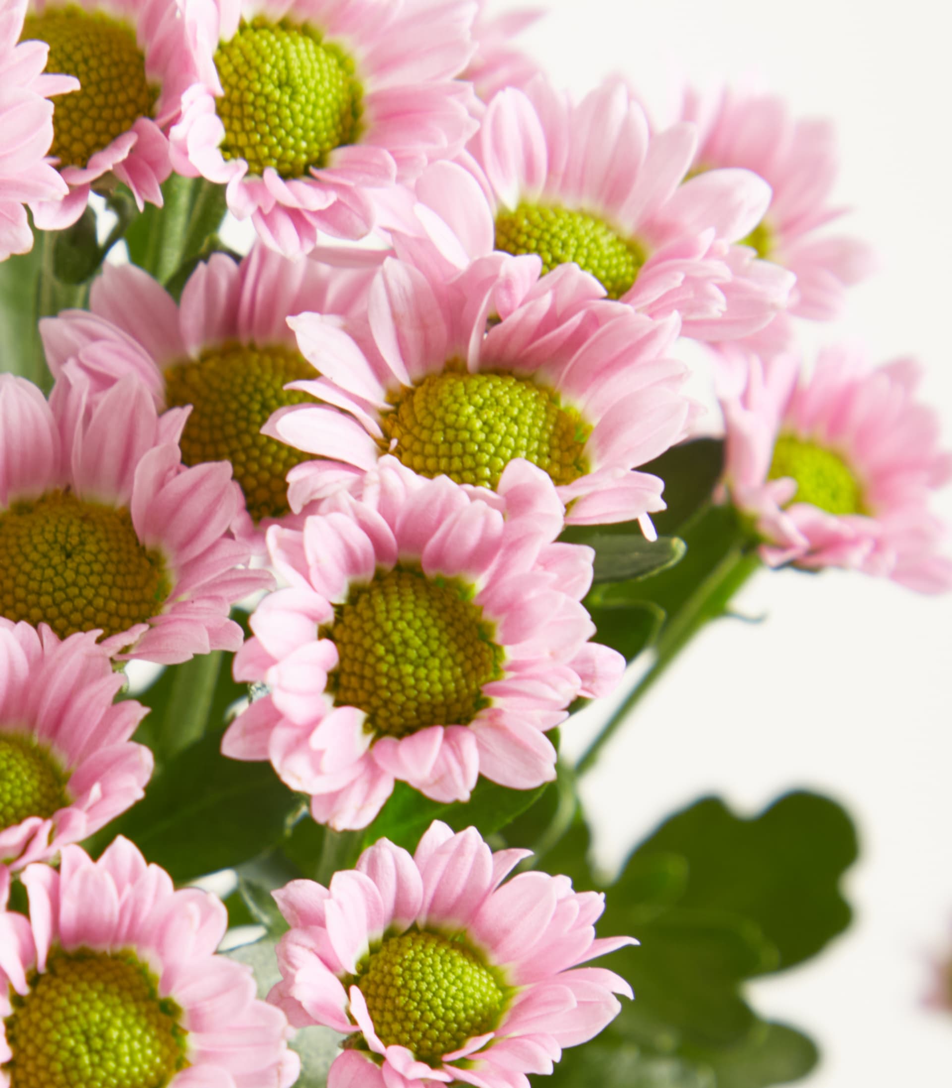 Ein Strauß zartrosa Blumen in einer klaren Glasvase steht auf einem schlichten weißen Hintergrund.