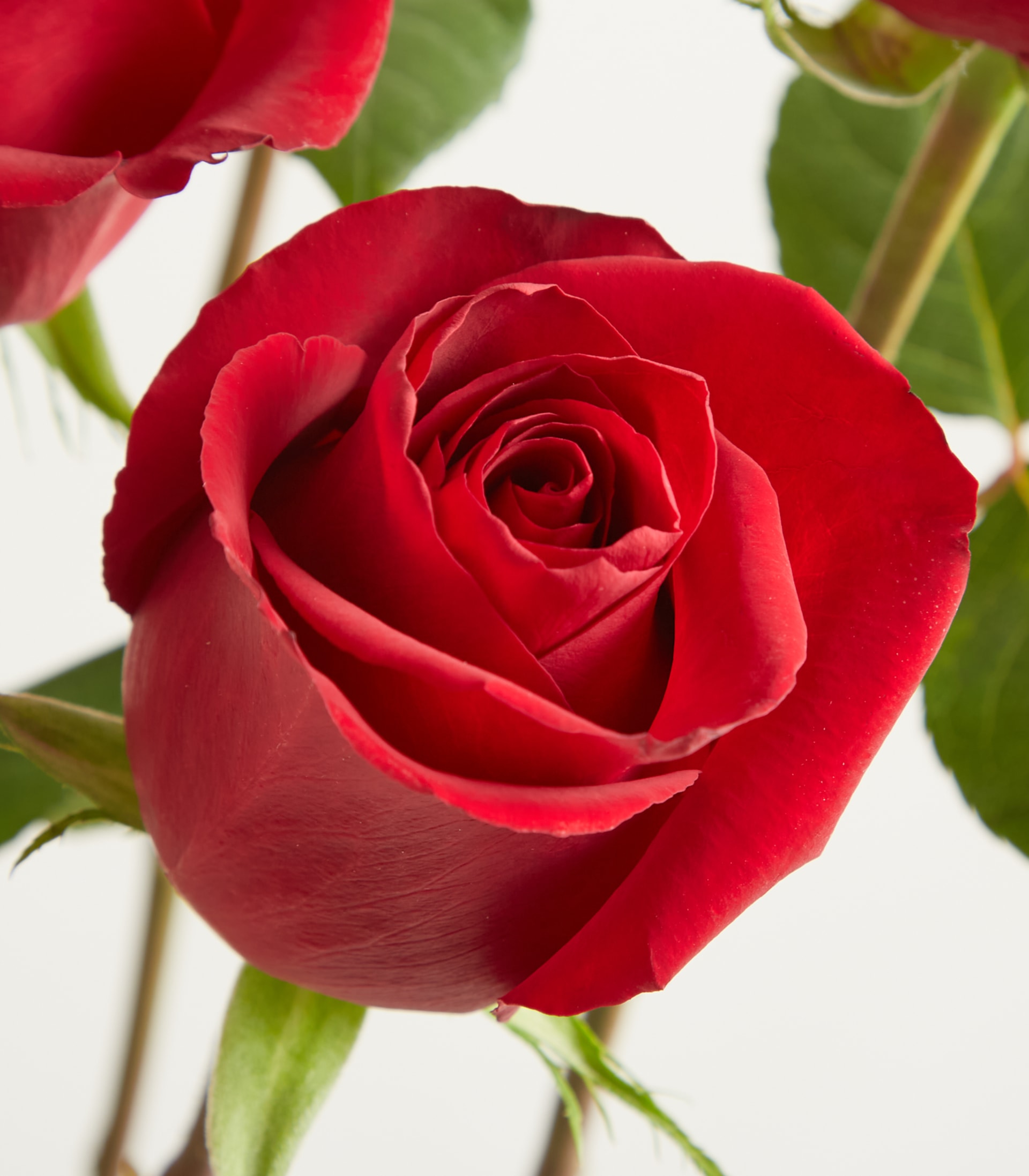 Ein Strauß leuchtend roter Rosen in einer Glasvase steht vor einem schlichten weißen Hintergrund.
