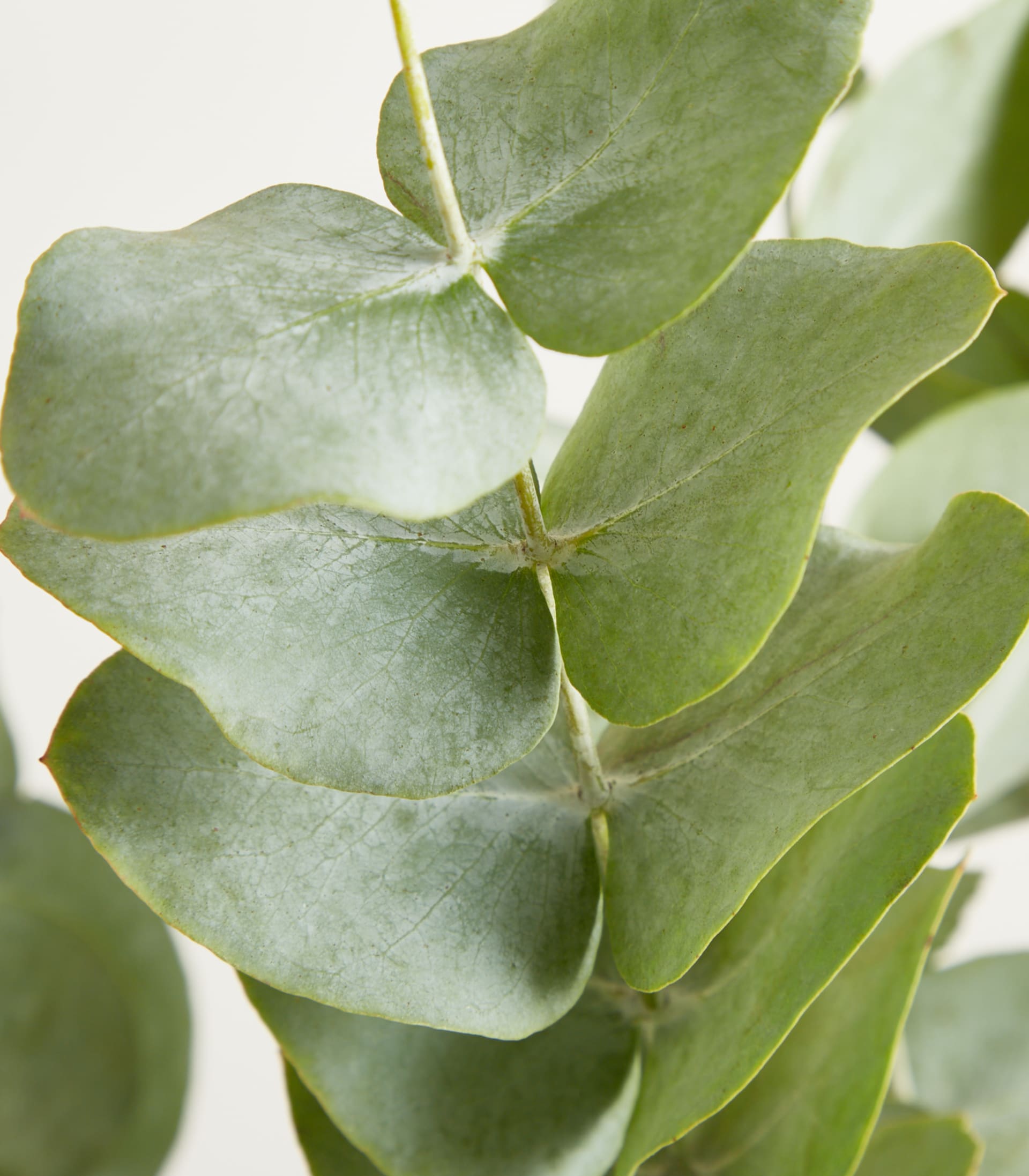 Eucalyptus 'Cinerea' - Bund