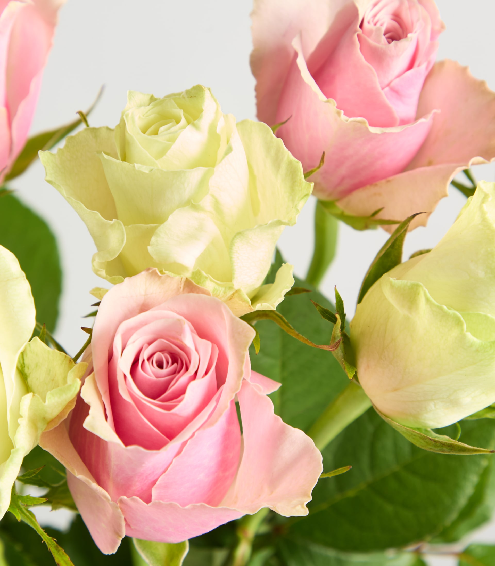 Ein Strauß leuchtend rosa und gelber Rosen wird in einer klaren Glasvase vor einem schlichten weißen Hintergrund präsentiert.