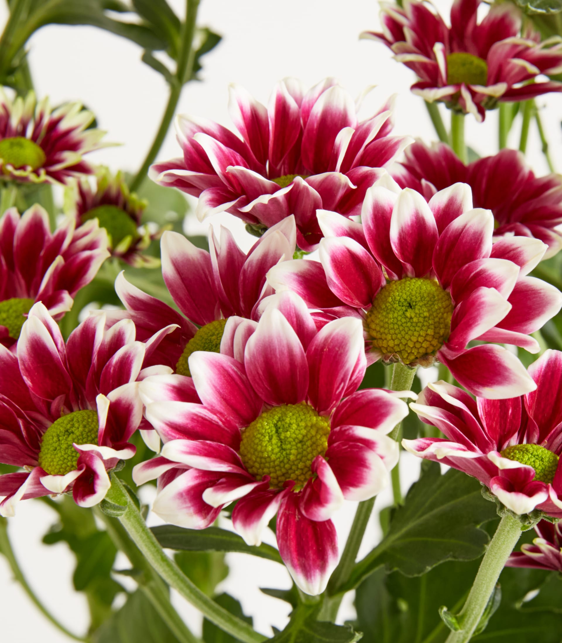 Ein Strauß leuchtender, burgunderfarbener Chrysanthemenblüten wird in einer weißen, wirbelnden Vase vor einem schlichten, hellen Hintergrund präsentiert.