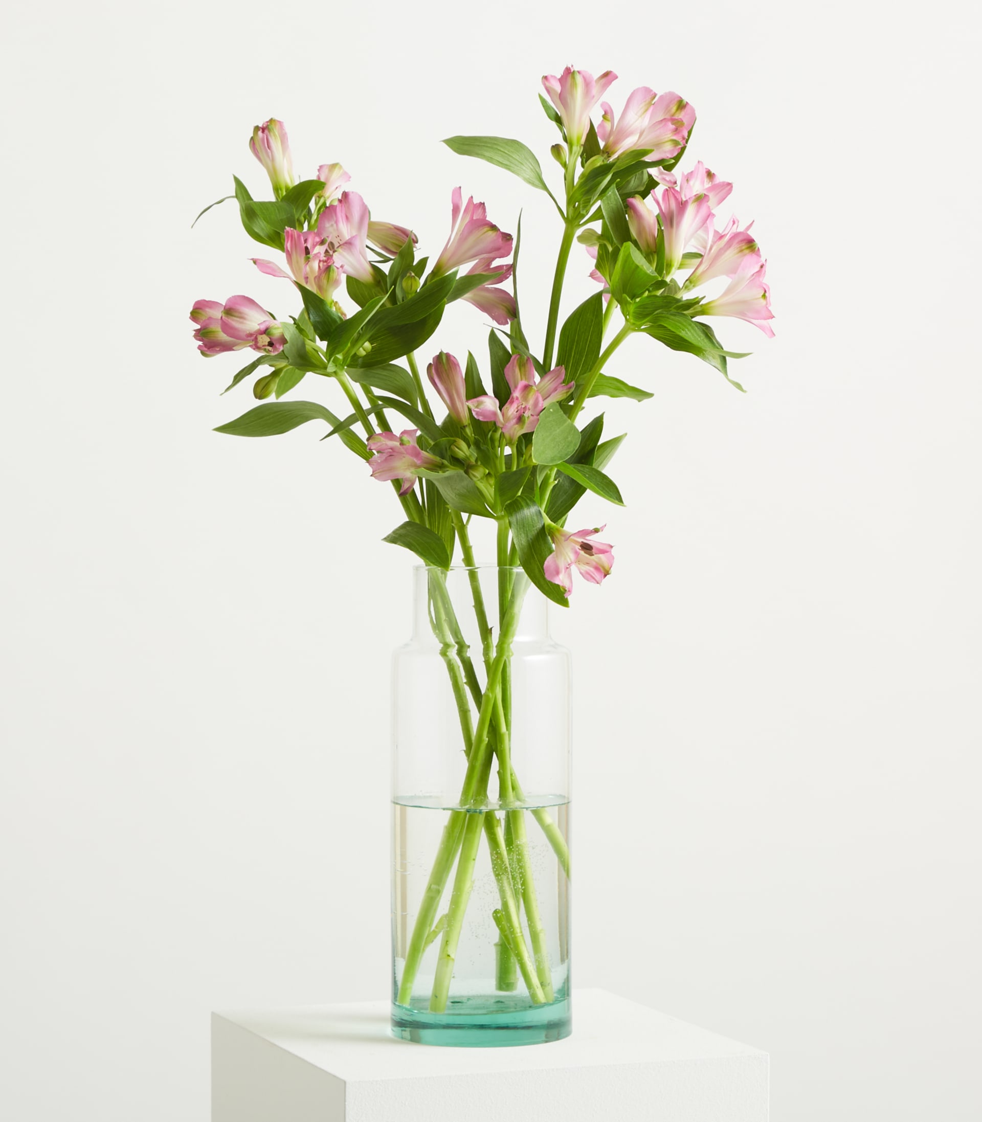 Wunderschöne rosa Alstroemeria-Blüten mit grünen Blättern vor einem schlichten weißen Hintergrund.