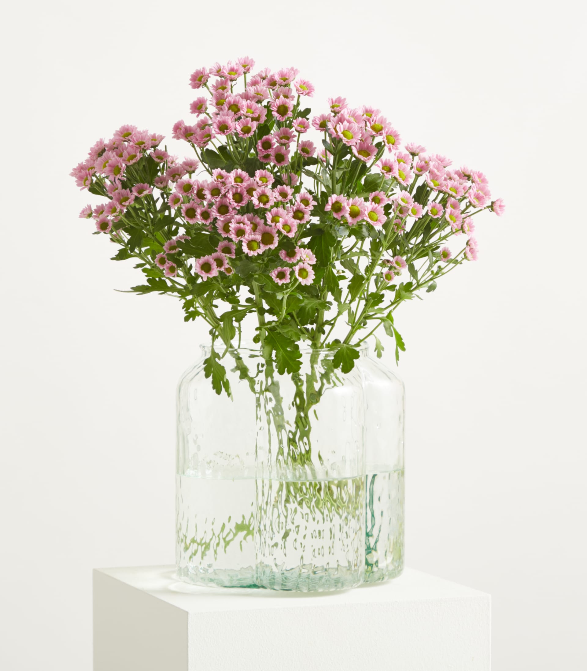 Ein lebendiger Strauß zartrosa, gänseblümchenartiger Blüten mit grünen Stielen und Blättern vor einem schlichten weißen Hintergrund.