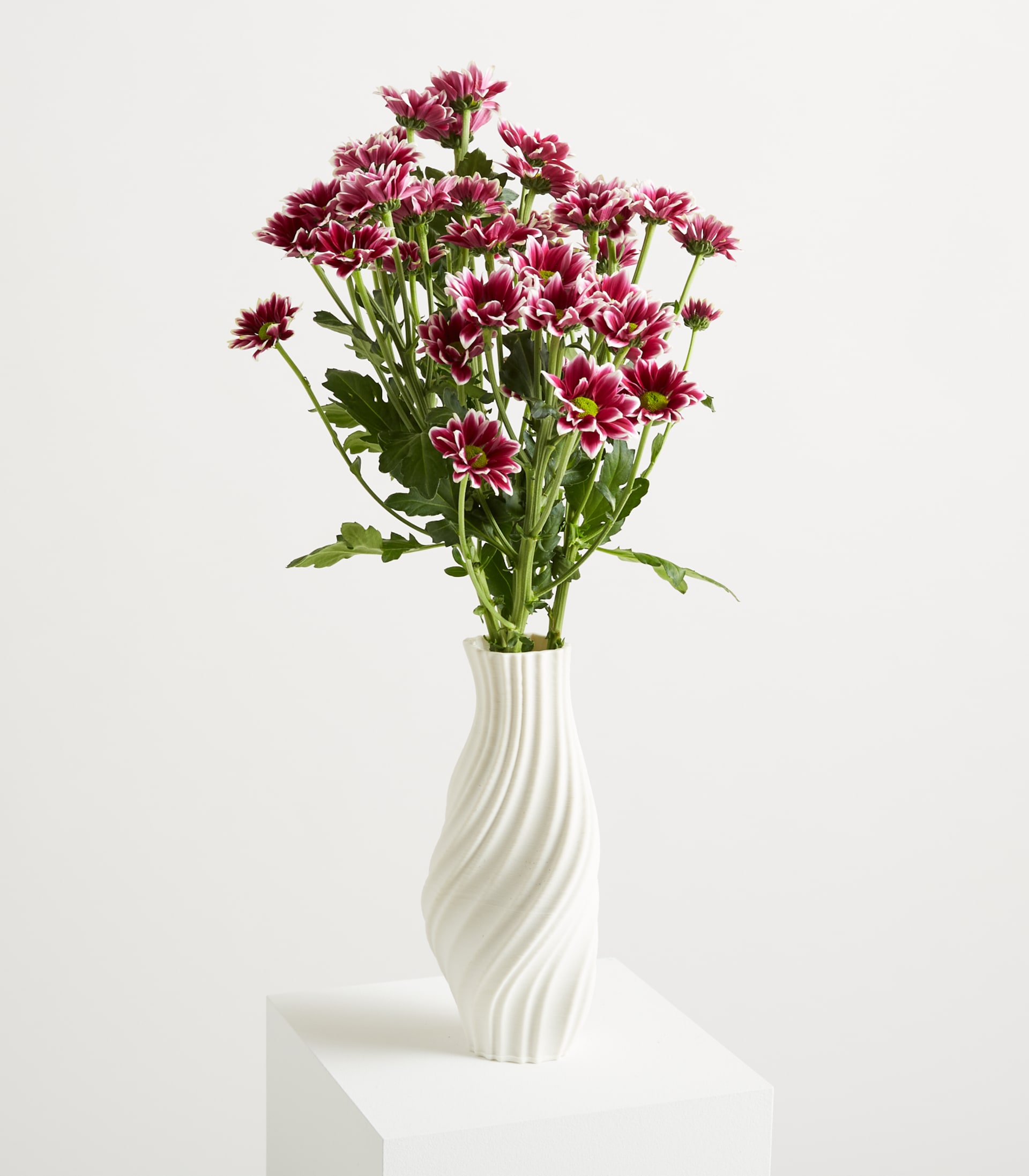 Ein Strauß leuchtend burgunderroter Chrysanthemenblüten steht in einer weißen Vase mit Spiralmuster vor einem schlichten, hellen Hintergrund.