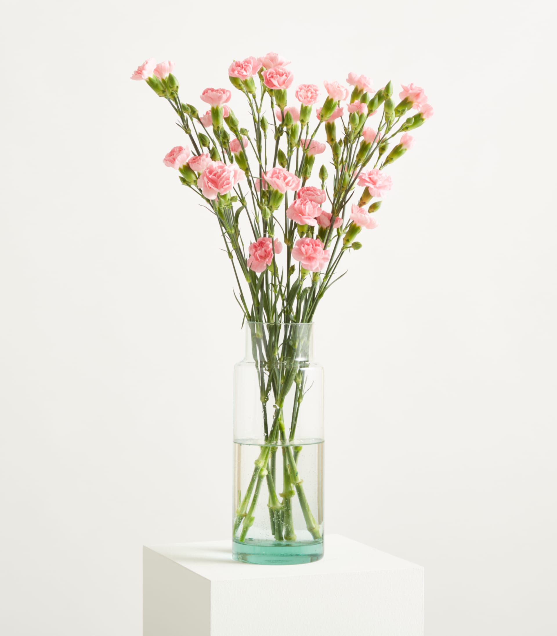 Zarte rosa Nelkenblüten mit grünen Stielen und Knospen vor einem schlichten weißen Hintergrund.