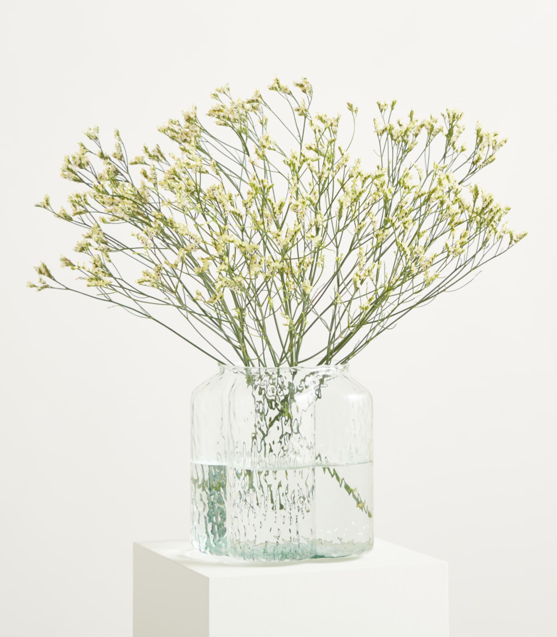 Zarte gelbe Blüten mit schlanken Stielen und Blättern vor einem schlichten weißen Hintergrund ergeben eine ruhige und minimalistische Komposition.