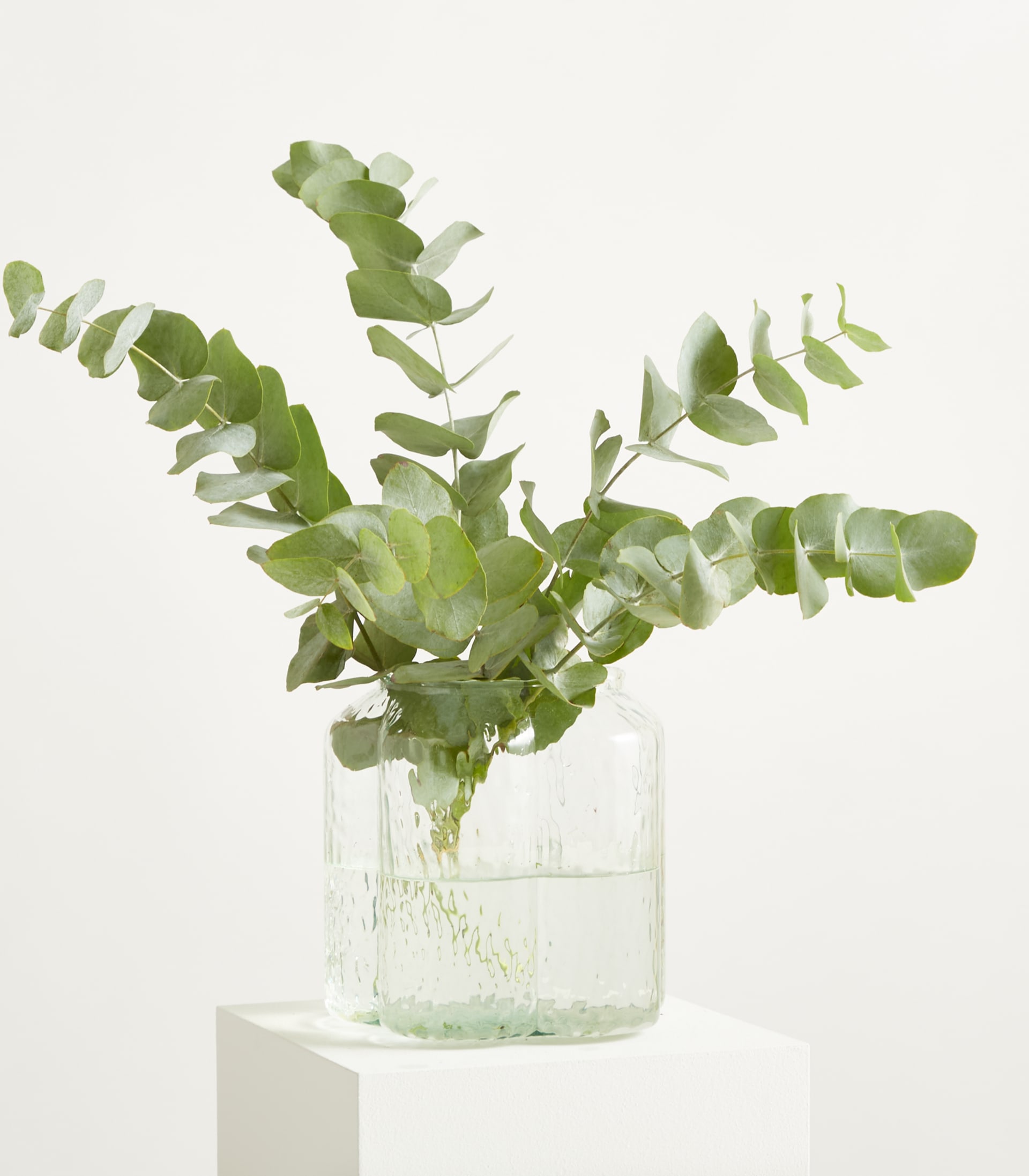 Eucalyptus 'Cinerea' - Bund