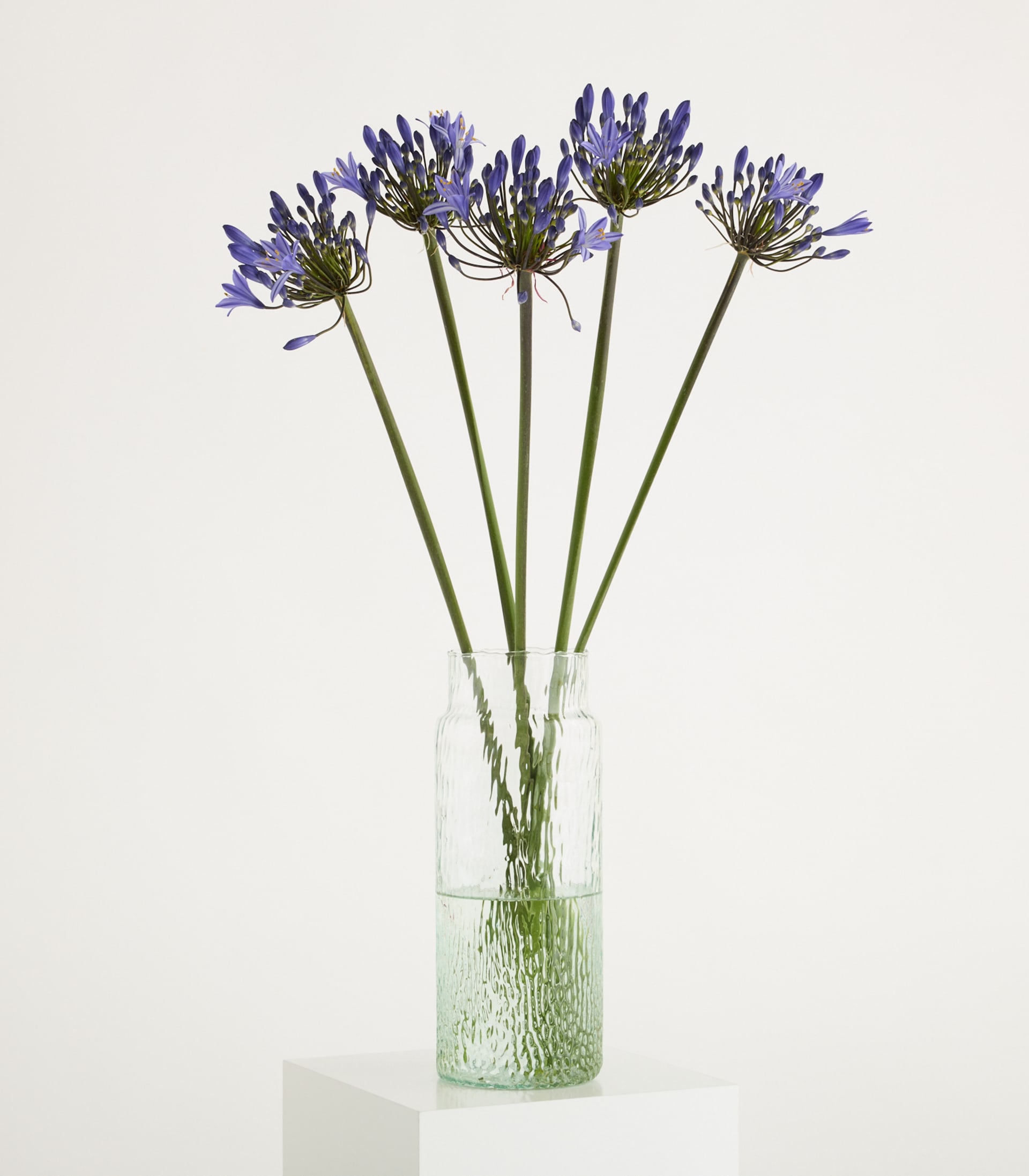 Ein Strauß leuchtend violetter Schmucklilien steht in einer durchsichtigen Glasvase vor einem schlichten weißen Hintergrund.