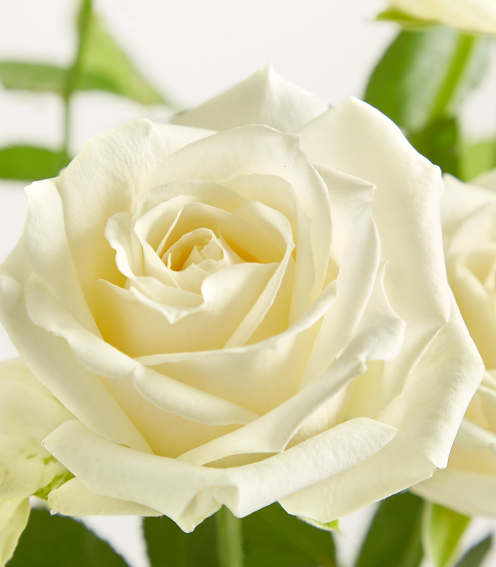 Eine einzelne weiße Rose in der Hand vor einem schlichten weißen Hintergrund.