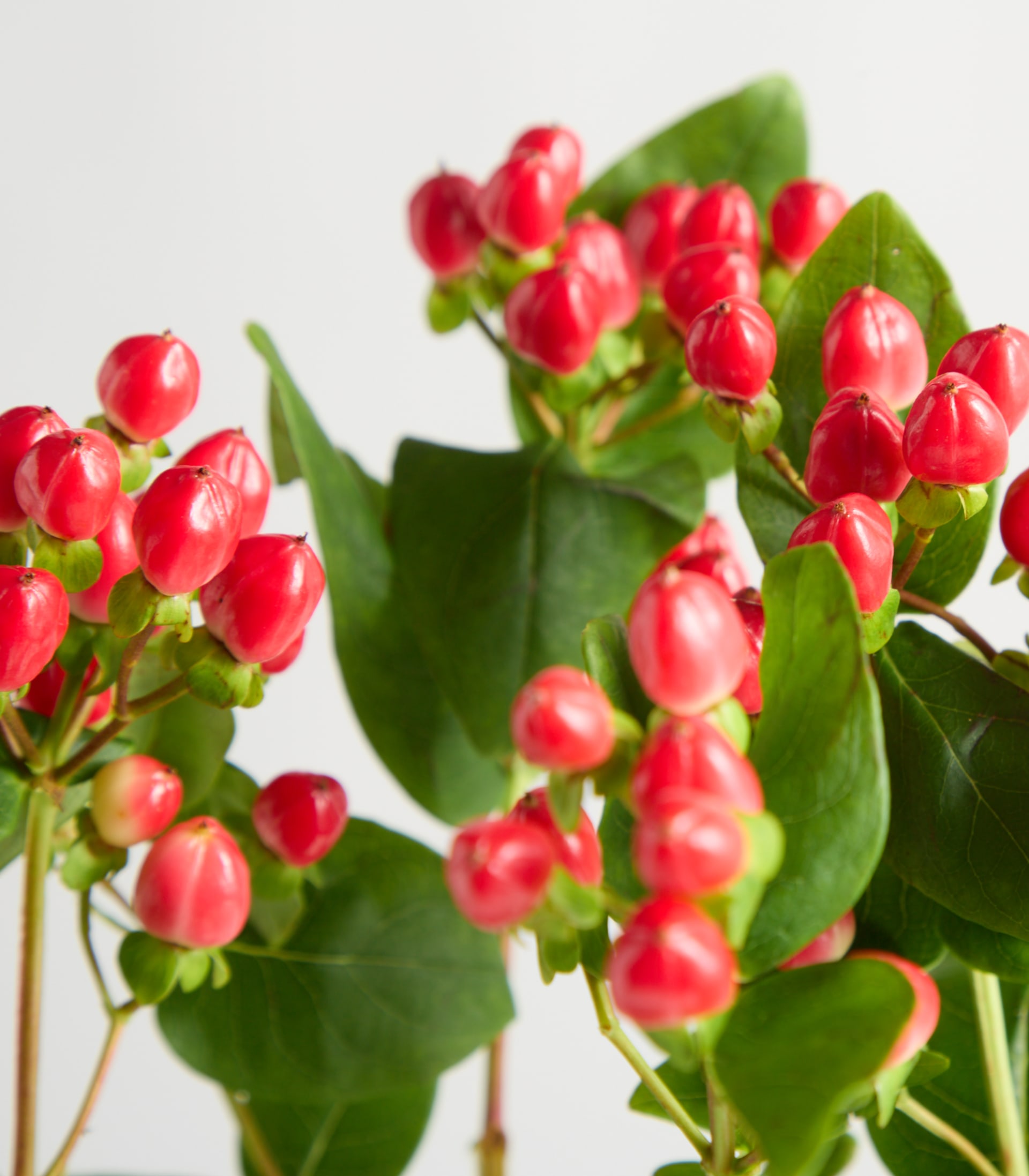 Eine klare Glasvase gefüllt mit leuchtend roten Beeren und grünen Blättern steht auf einer weißen Fläche vor einem schlichten weißen Hintergrund. (Beschreibungstext KI-generiert)