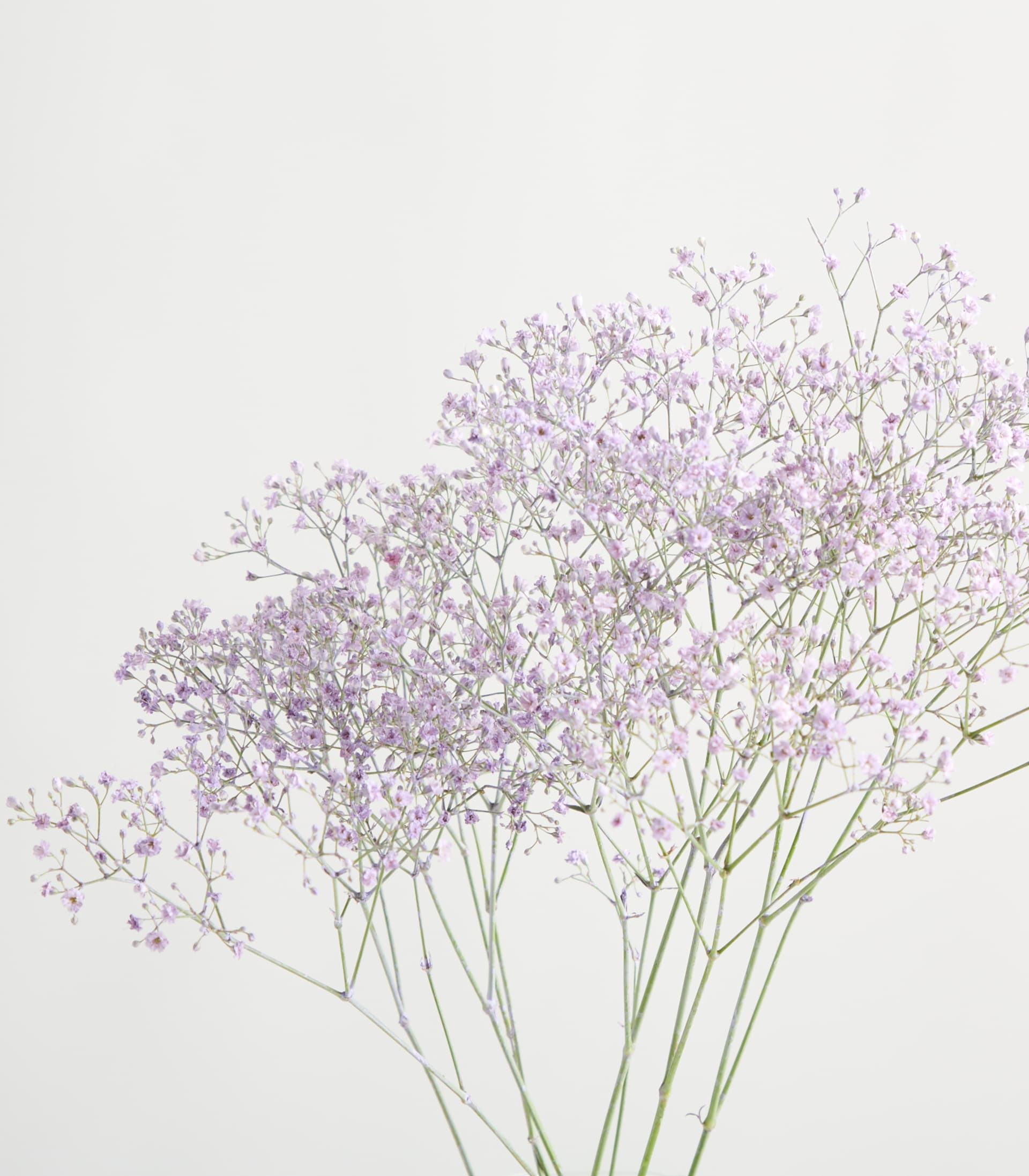 Eine klare Glasvase mit zarten violetten Blumen steht auf einer weißen Fläche vor einem schlichten Hintergrund.