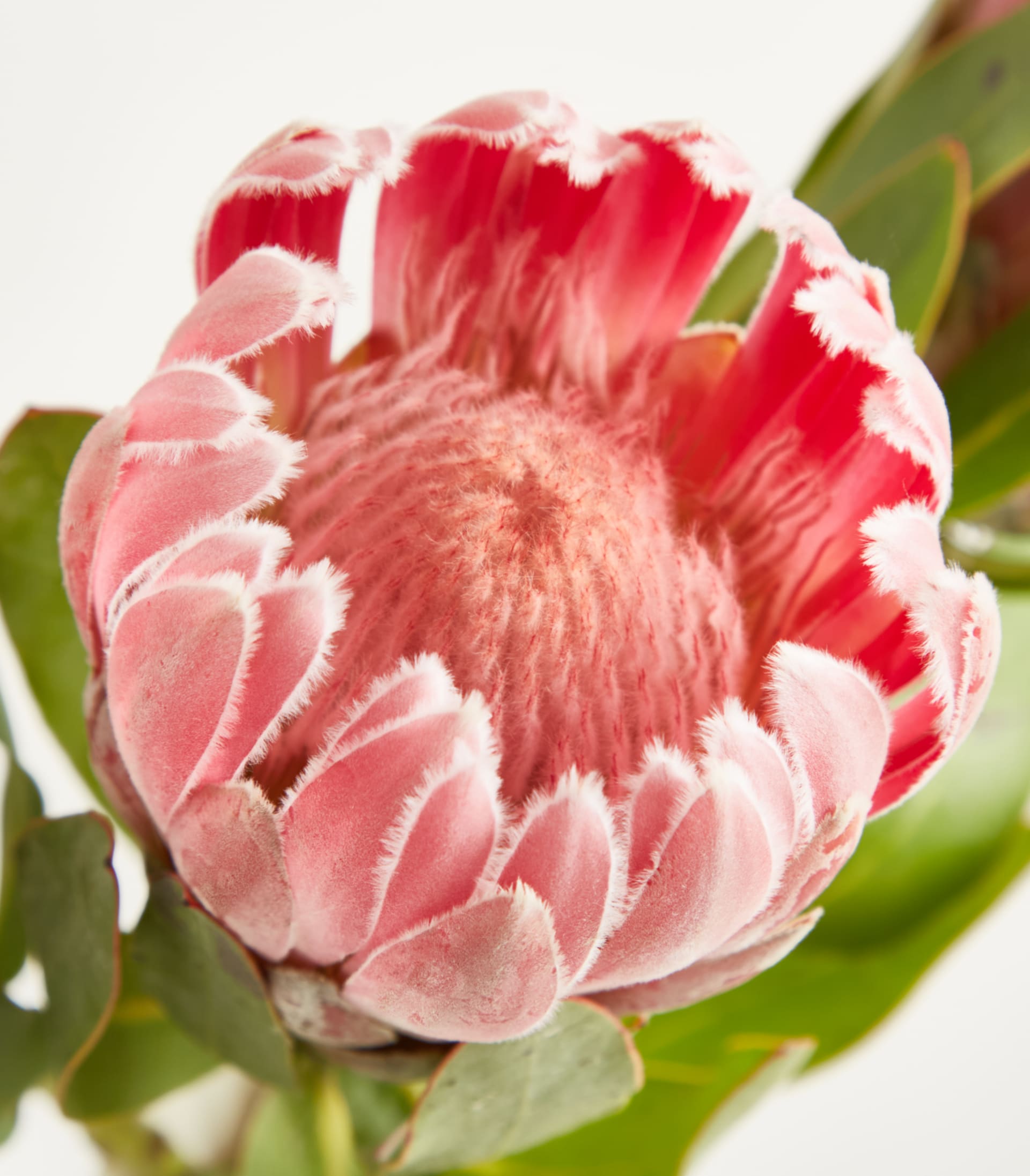 Eine Vase mit mehreren leuchtend rosa Protea-Blüten steht vor einem schlichten weißen Hintergrund und schafft so eine einfache, aber eindrucksvolle visuelle Komposition. (Beschreibungstext KI-generiert)