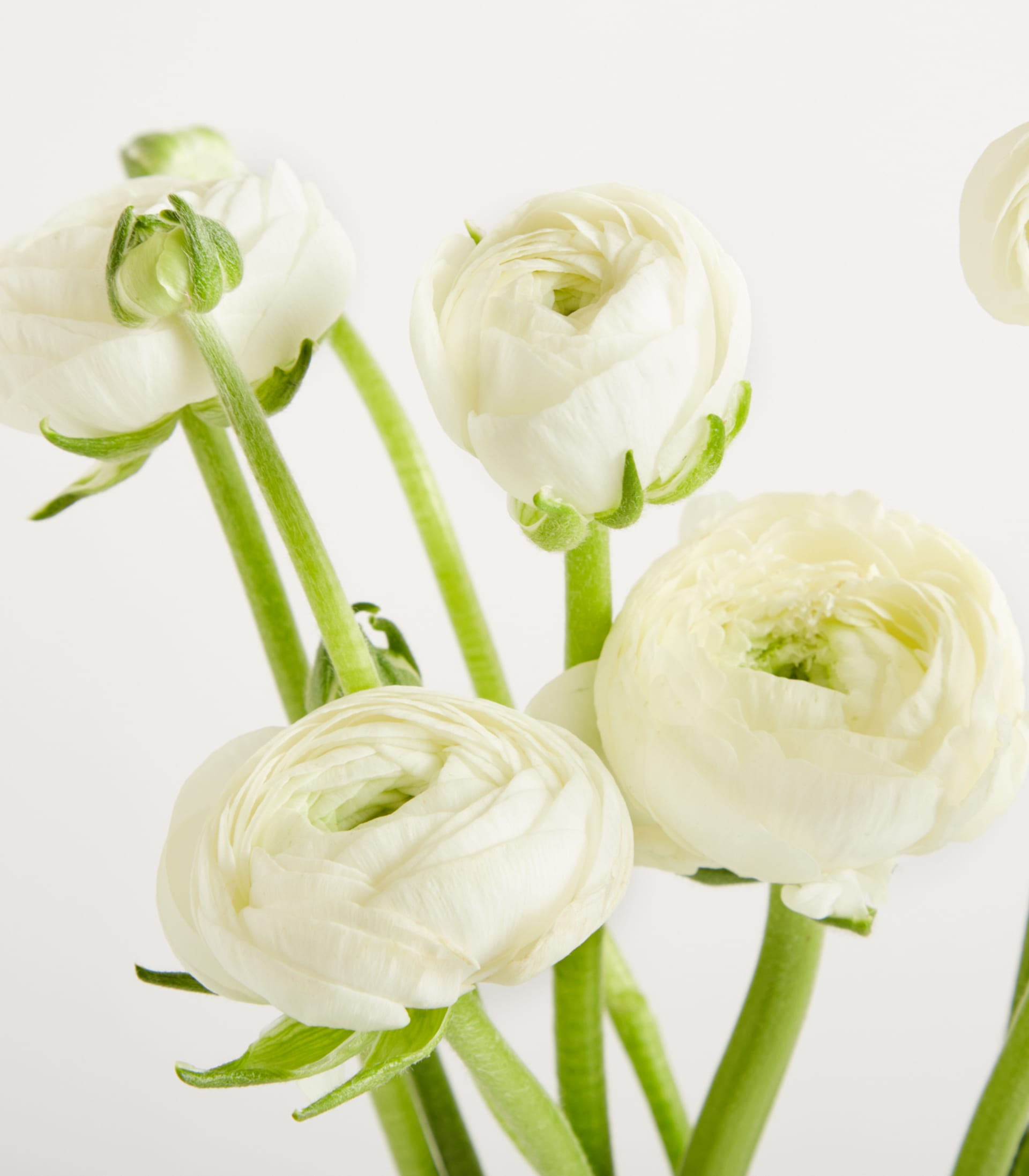 Weiße Ranunkeln - 7 Stiele
