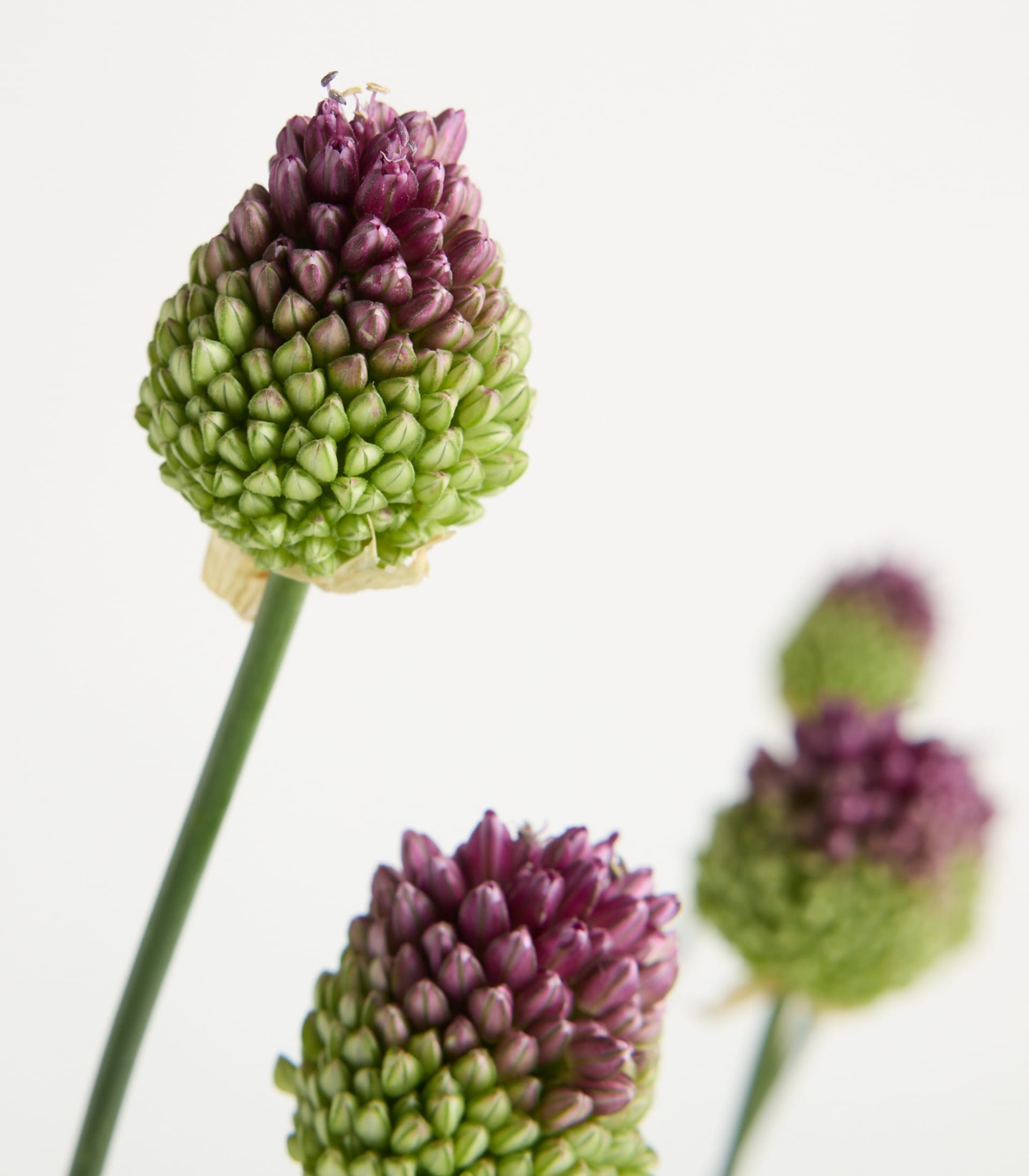 Eine durchsichtige Glasvase, gefüllt mit schlanken grünen Stängeln, die mit violett-grünen, artischockenähnlichen Blüten gekrönt sind, steht auf einer weißen Fläche vor einem schlichten weißen Hintergrund.